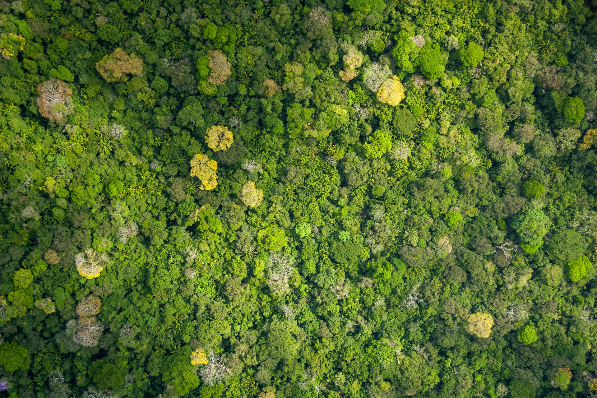 Smithsonian Tropical Research Institute