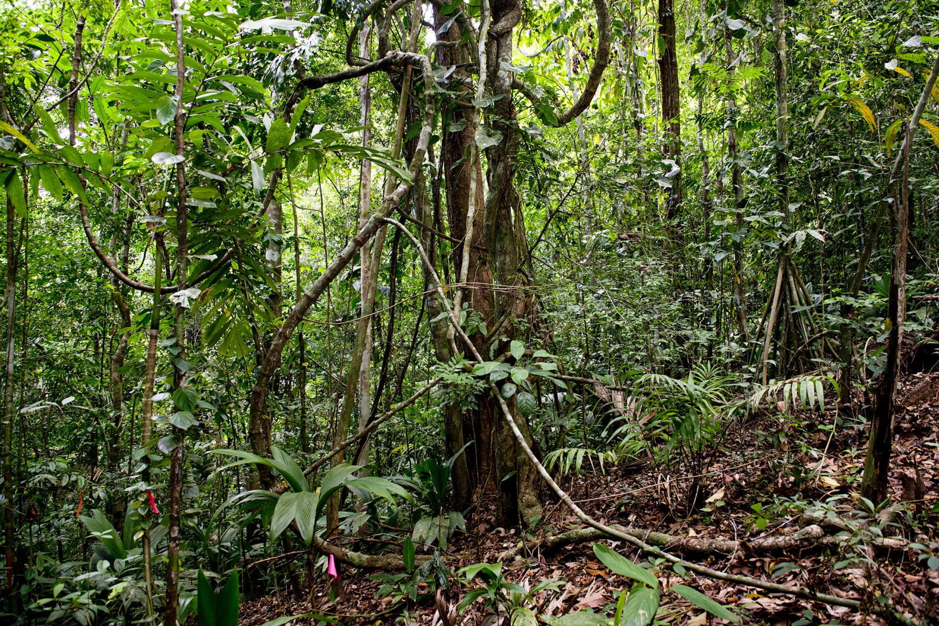 Smithsonian Tropical Research Institute