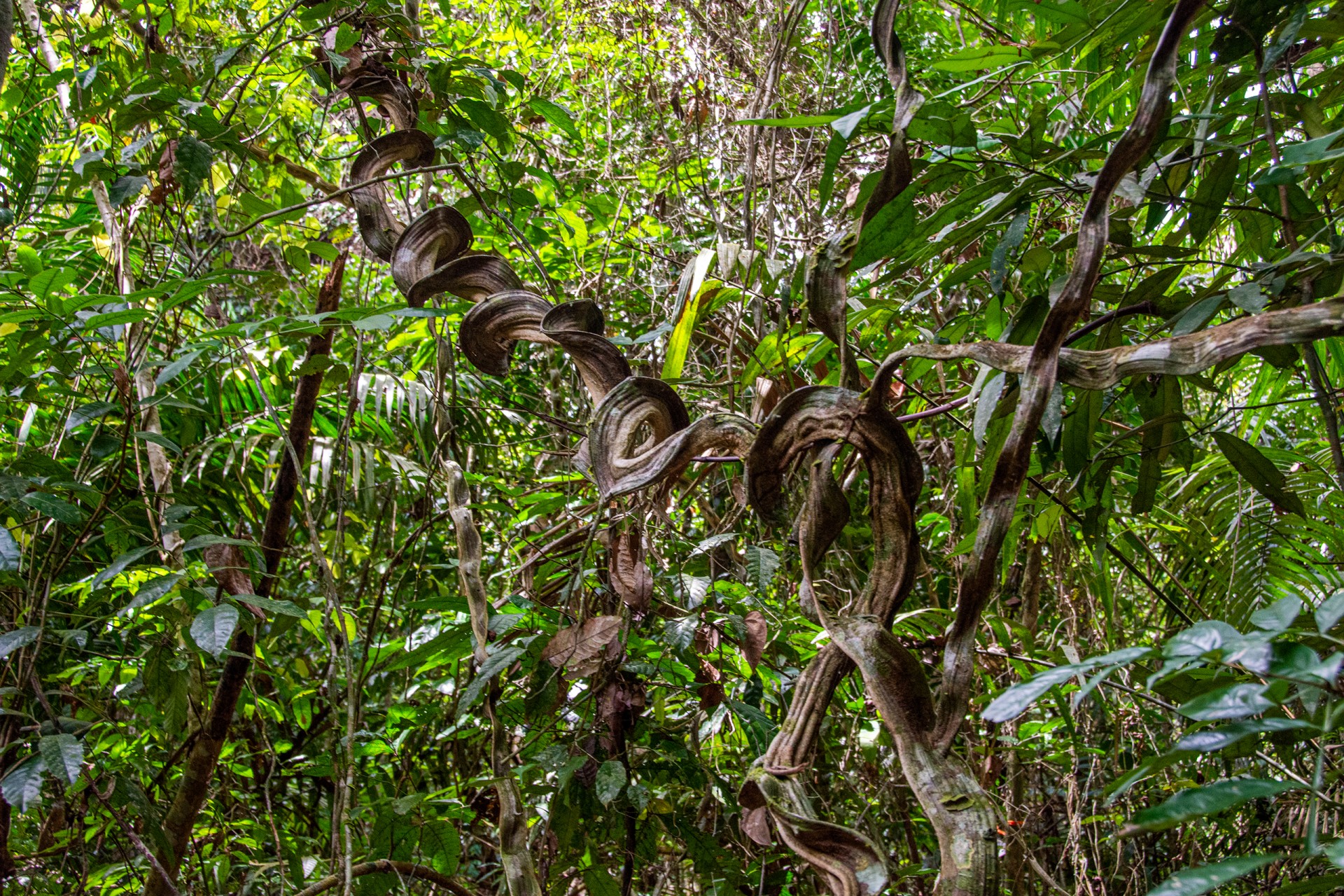 Smithsonian Tropical Research Institute