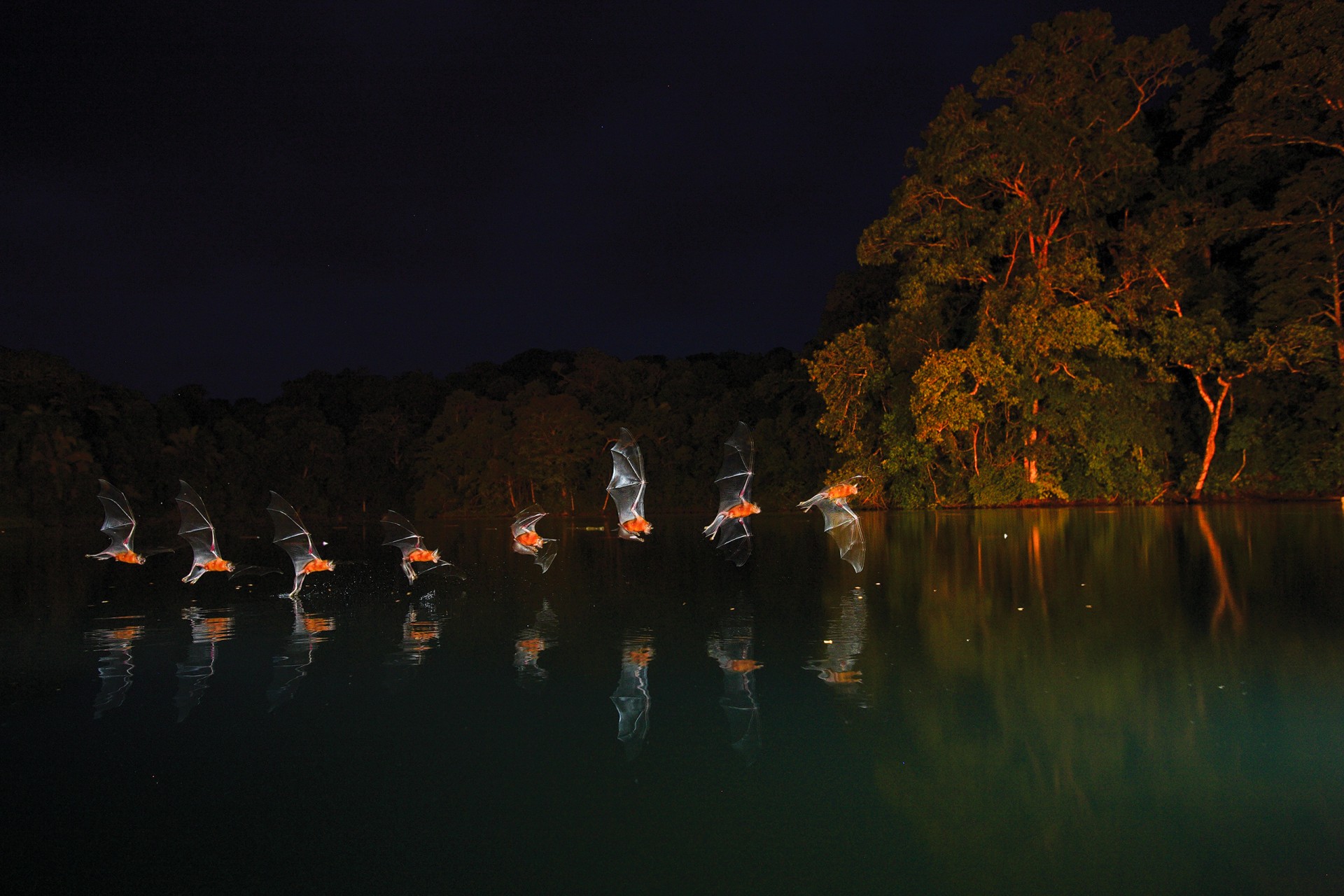 fishing bats