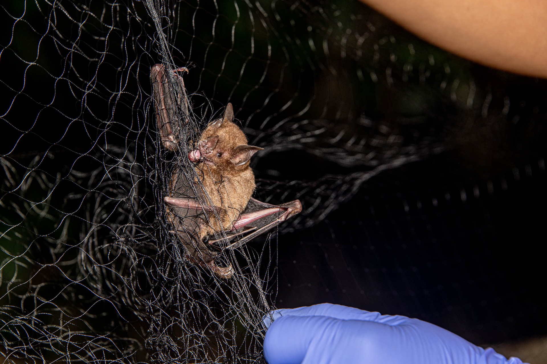 mistnetting at bat night photo by steve paton