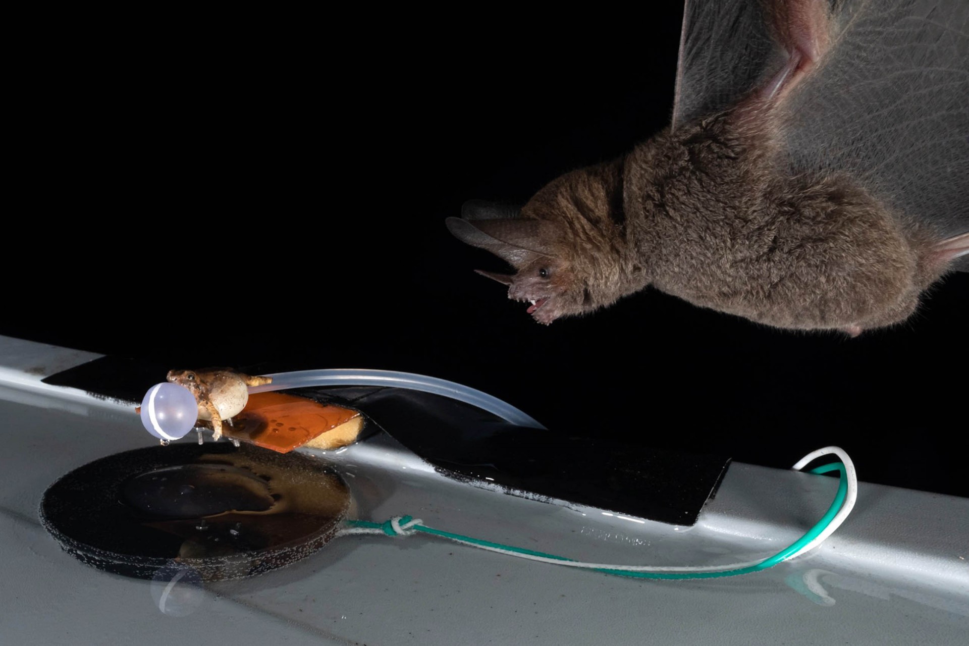 fringe-lipped bat trachops cirrhosus approaching robofrog photo by grant maslowski - cropped