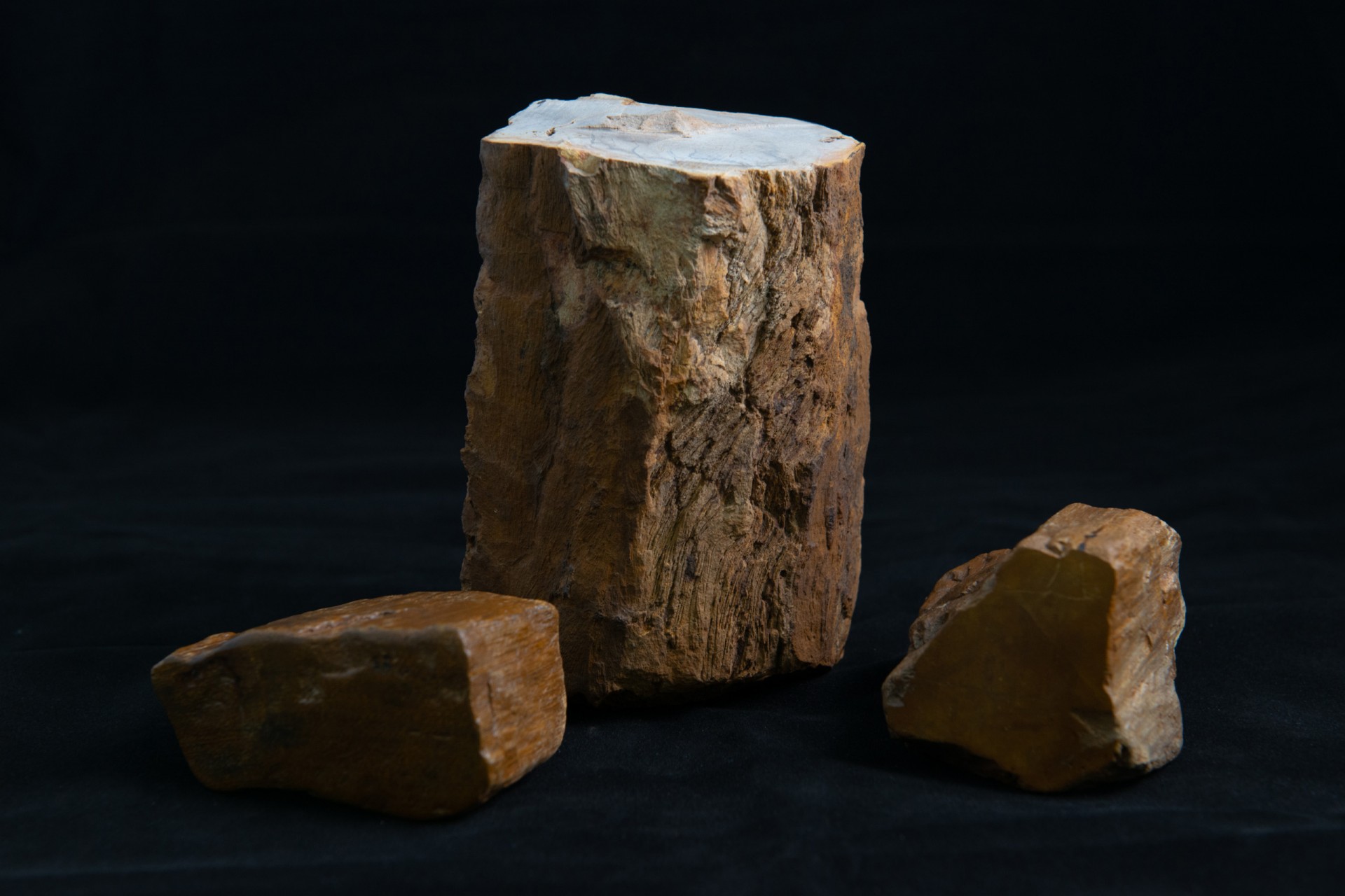 Ancient flora slideshow-2