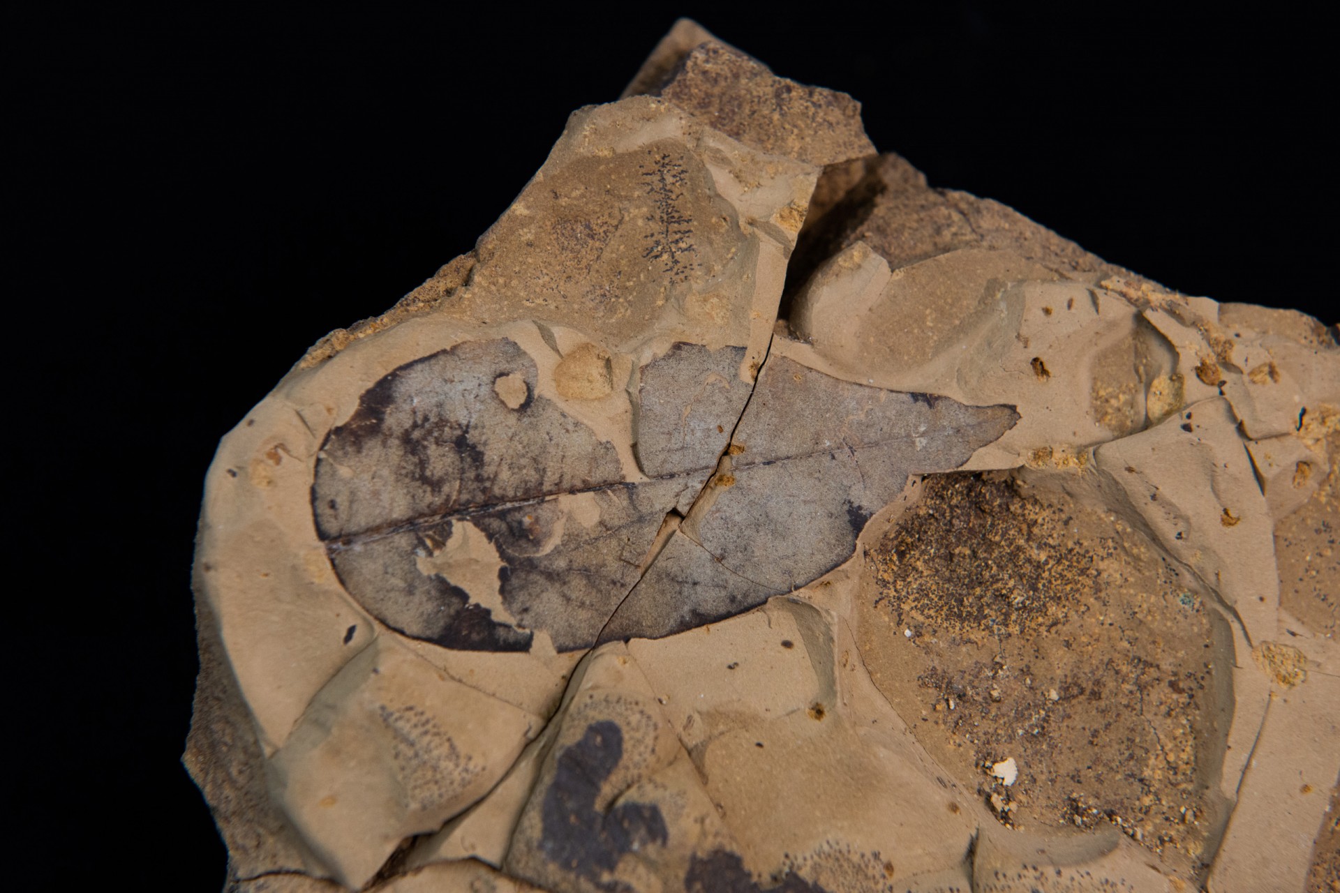 Ancient flora slideshow-2
