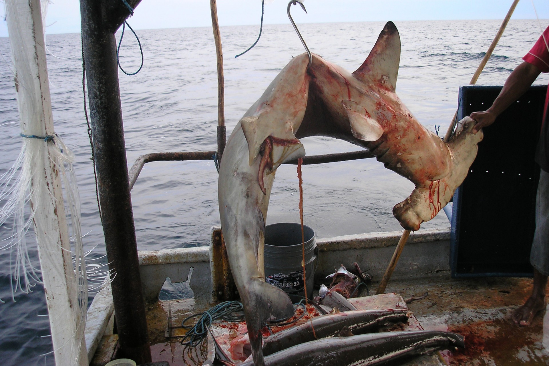 Fishing exclusion zones to help manage shark populations in Pacific Panama