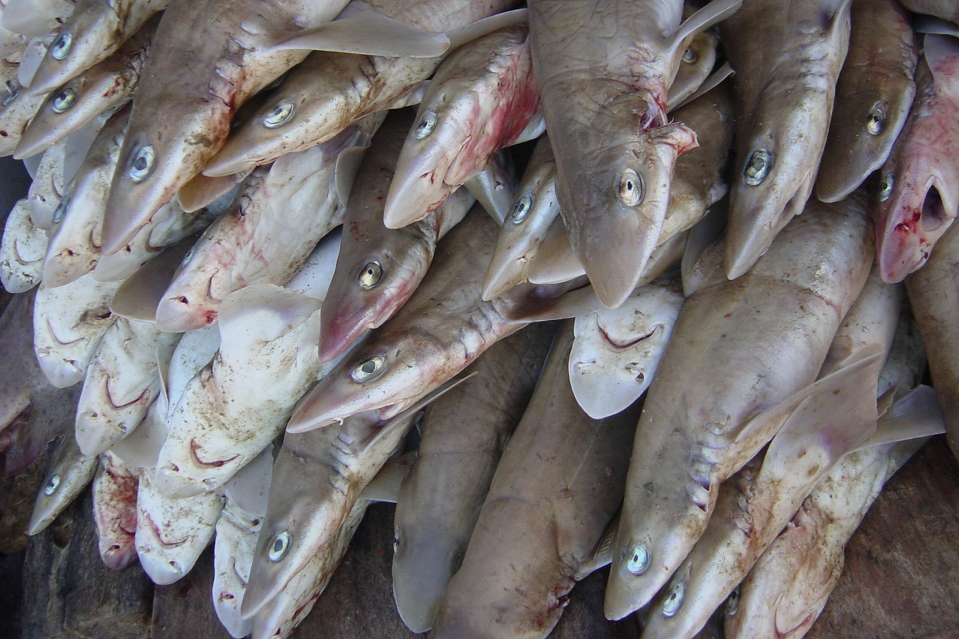 Fishing exclusion zones to help manage shark populations in Pacific Panama