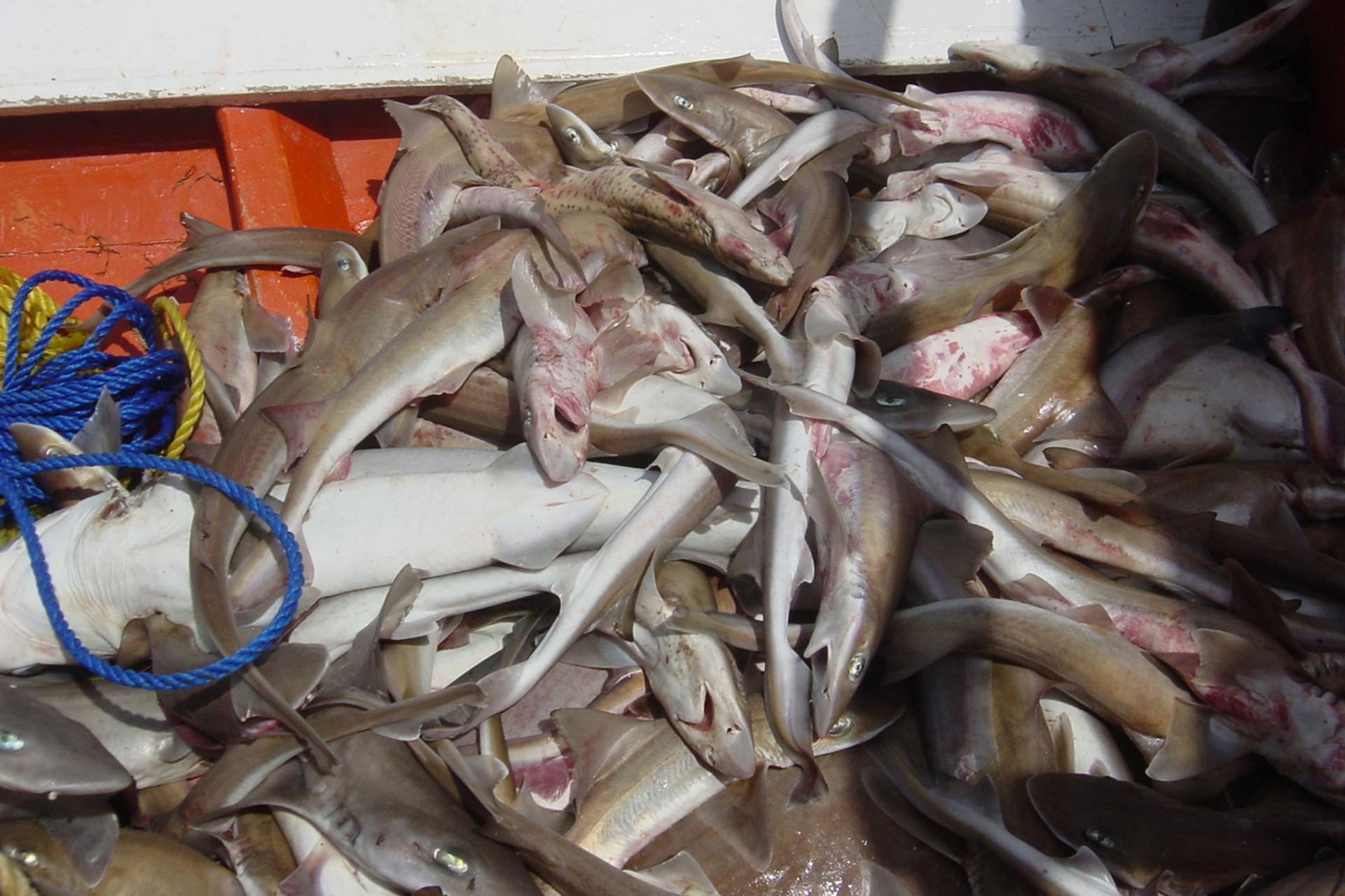 Fishing exclusion zones to help manage shark populations in Pacific Panama