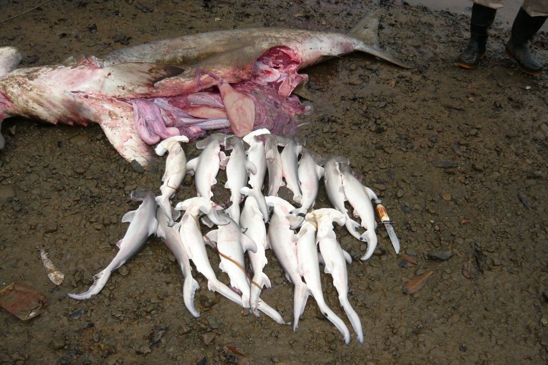 Fishing exclusion zones to help manage shark populations in Pacific Panama