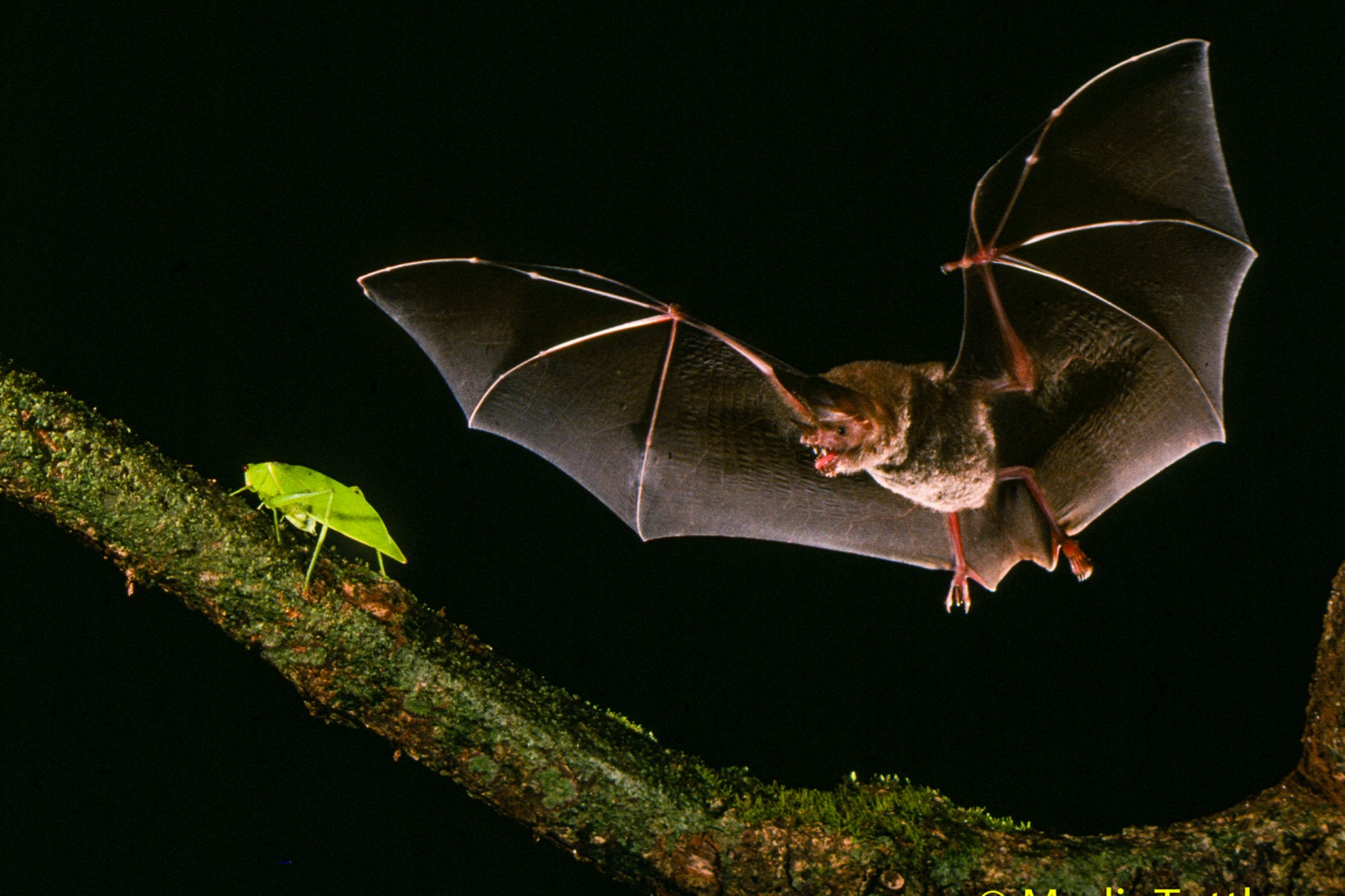 SEABCRU » More species of woolly bats whisper in Southeast Asia's  rainforests