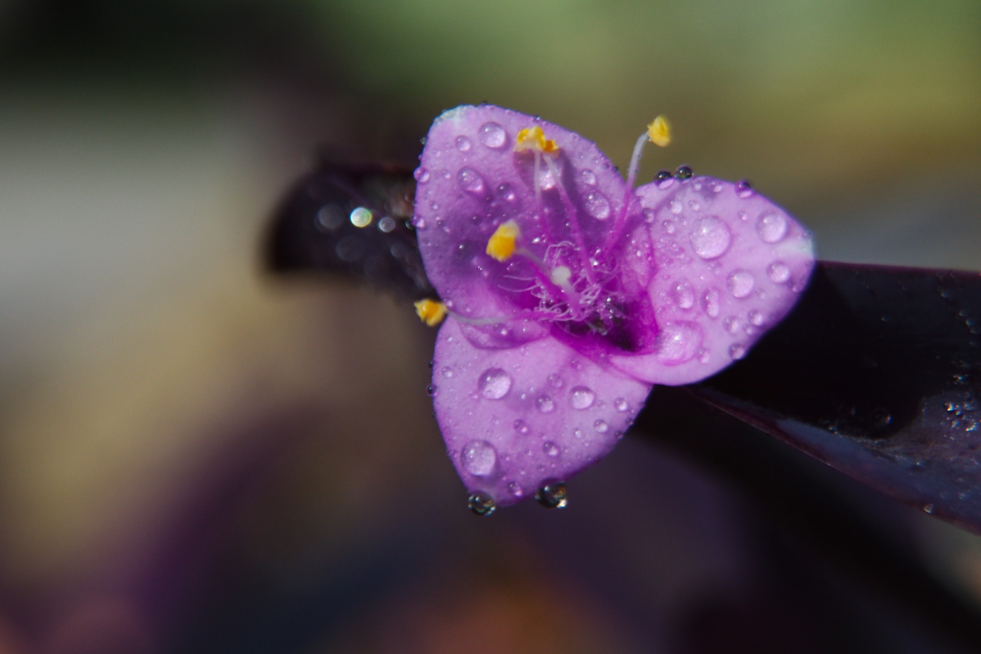 bio_panama_viejo_slideshow