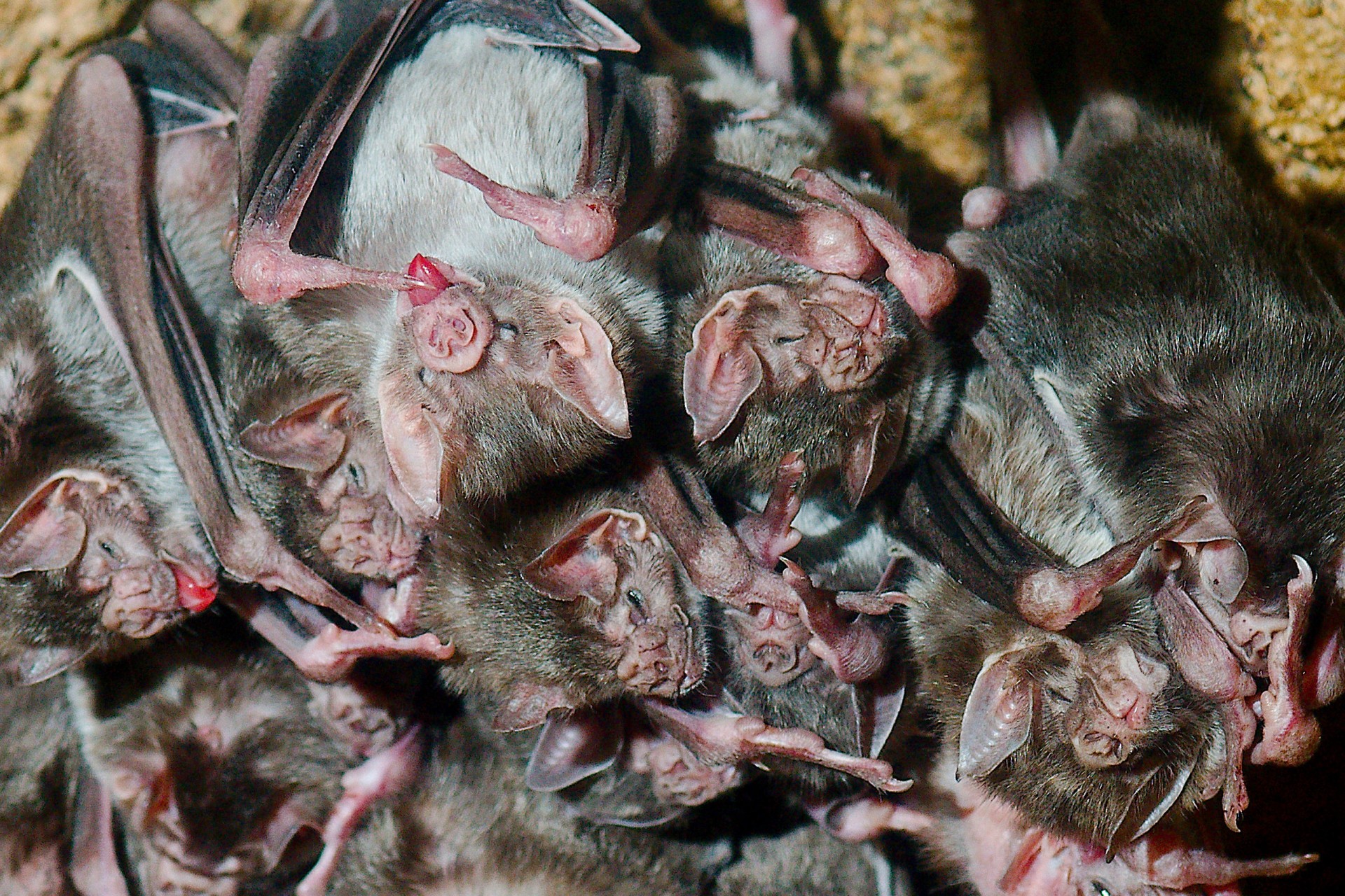 Vampire bat bonding persists from the lab to the wild