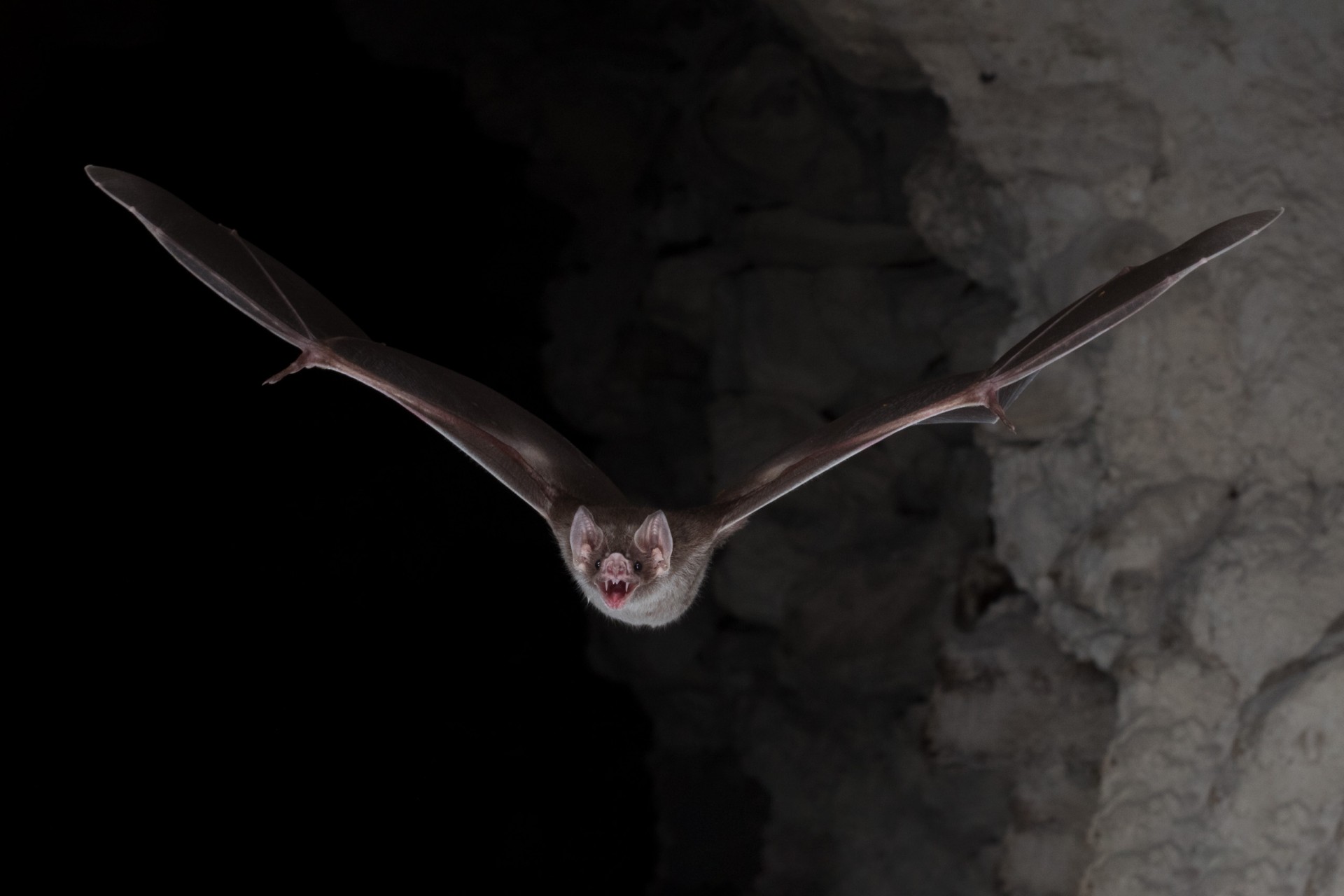 Vampire bat bonding persists from the lab to the wild