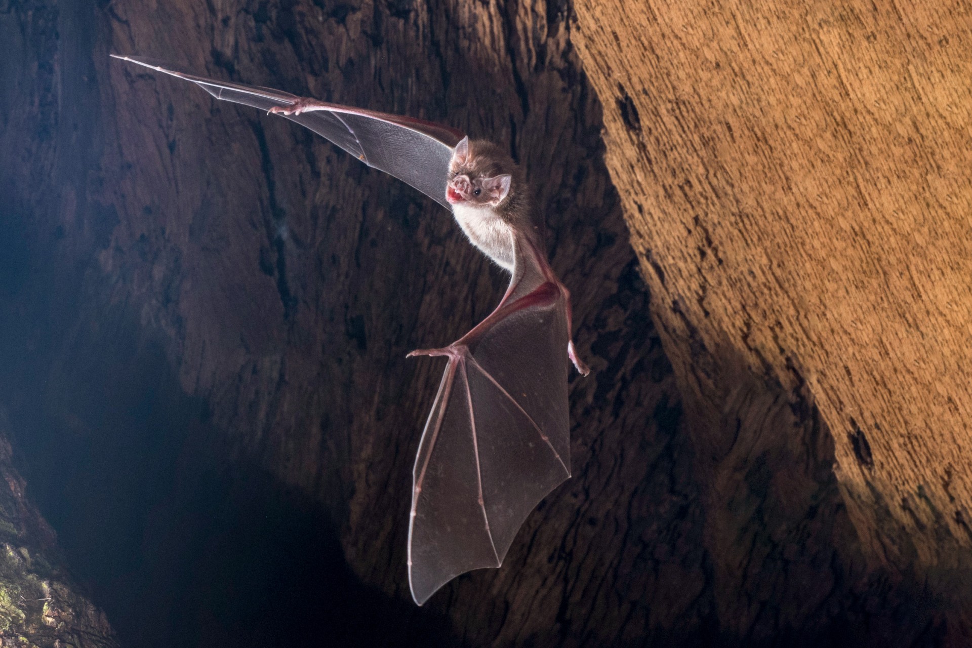 Vampire bat bonding persists from the lab to the wild