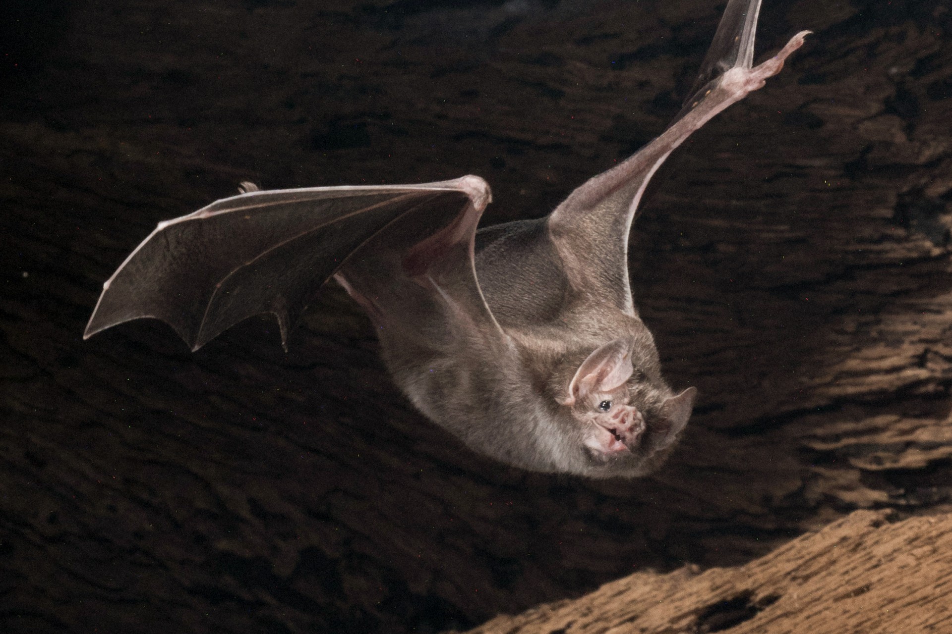 Vampire bat bonding persists from the lab to the wild