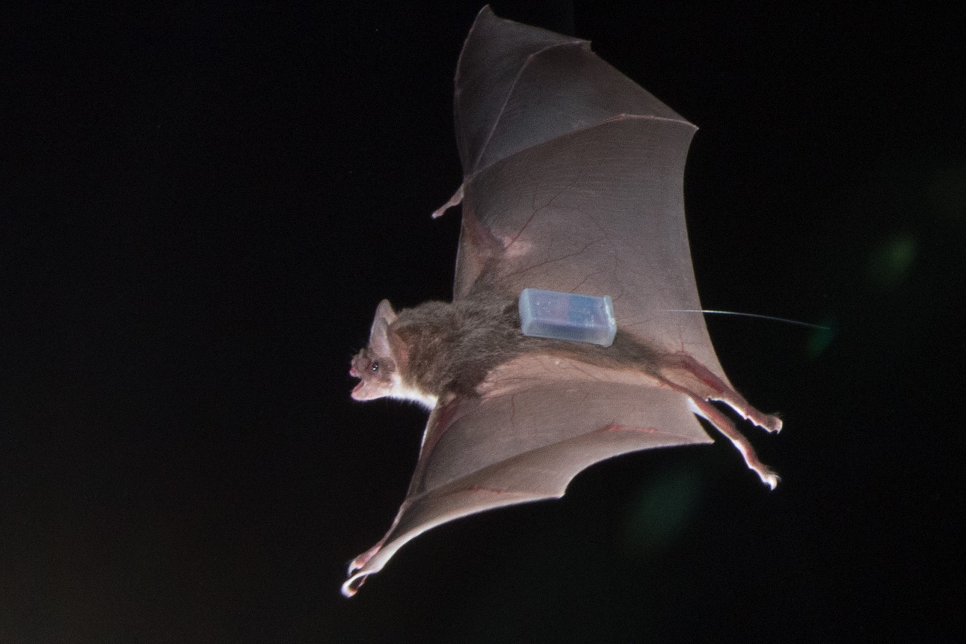 Vampire bat bonding persists from the lab to the wild
