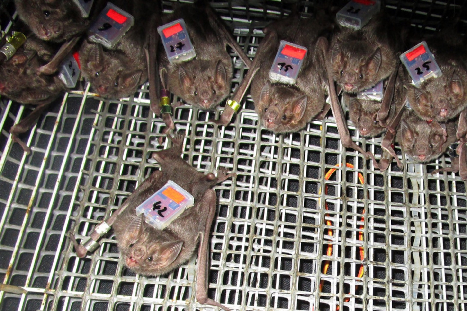Vampire bat bonding persists from the lab to the wild
