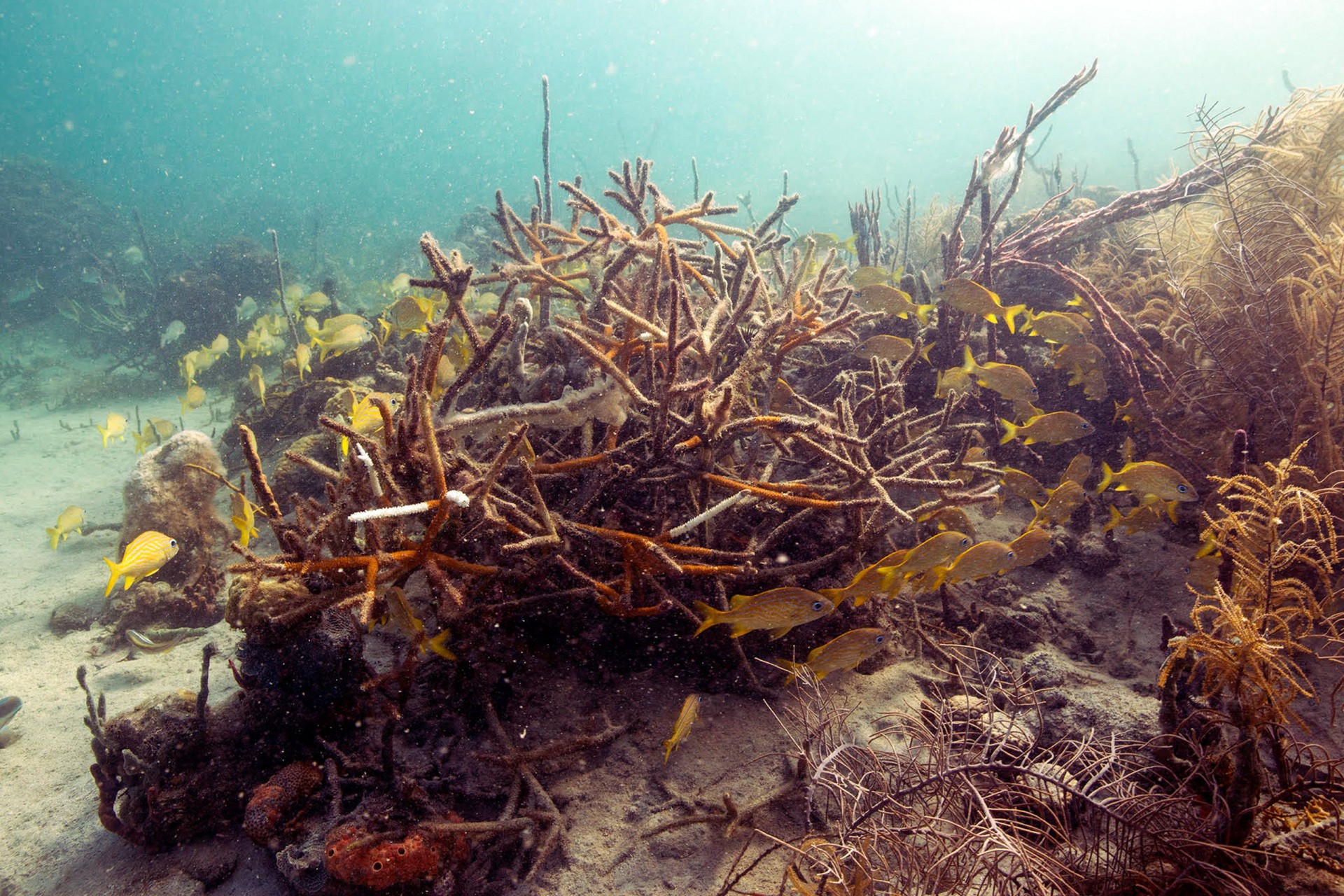 The coral community composition at the modern reef at Punta Caracol was found to be encapsulated by the variation described in the mid-Holocene reefs. Photo by David Kline.