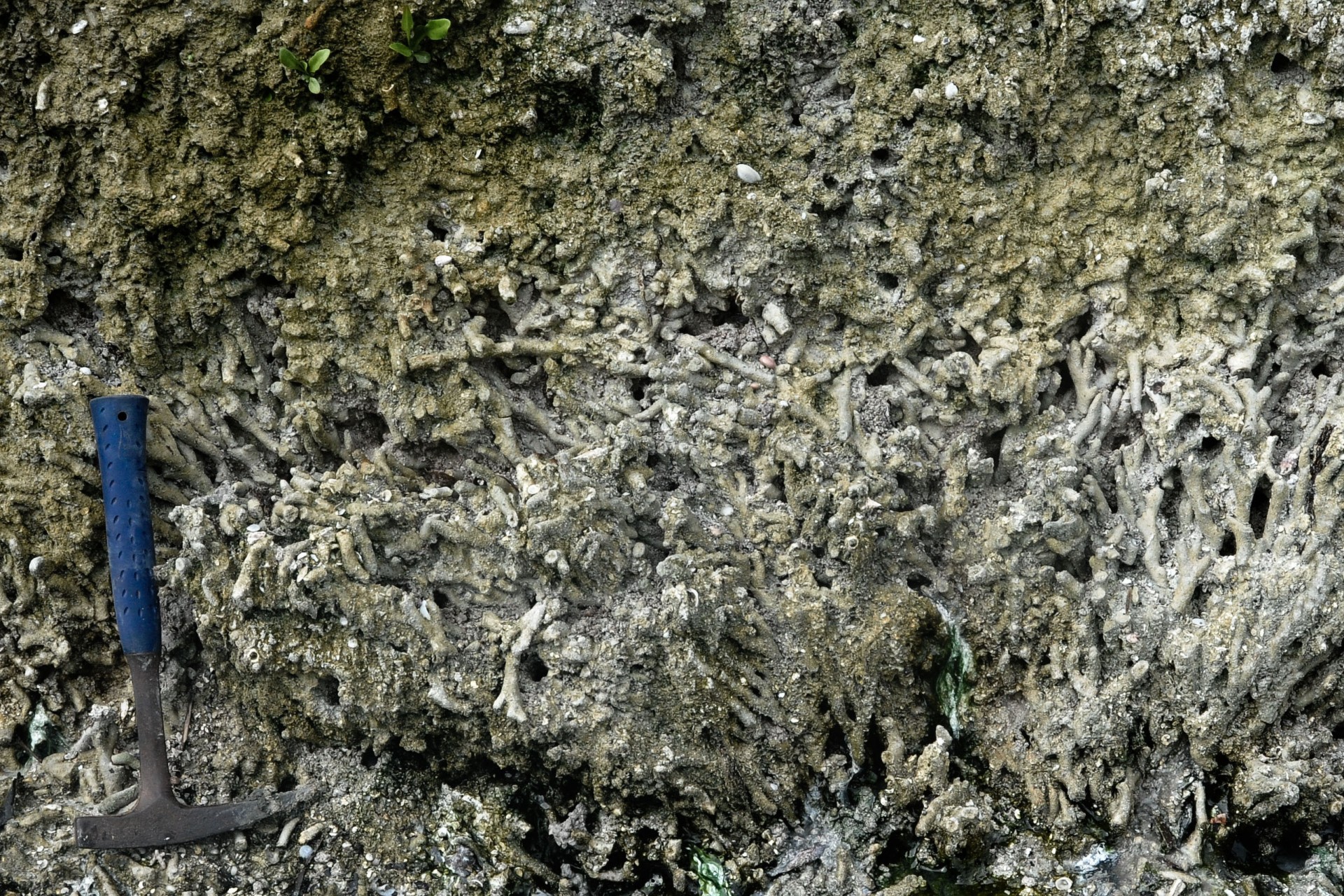 The coral community composition at the modern reef at Punta Caracol was found to be encapsulated by the variation described in the mid-Holocene reefs.