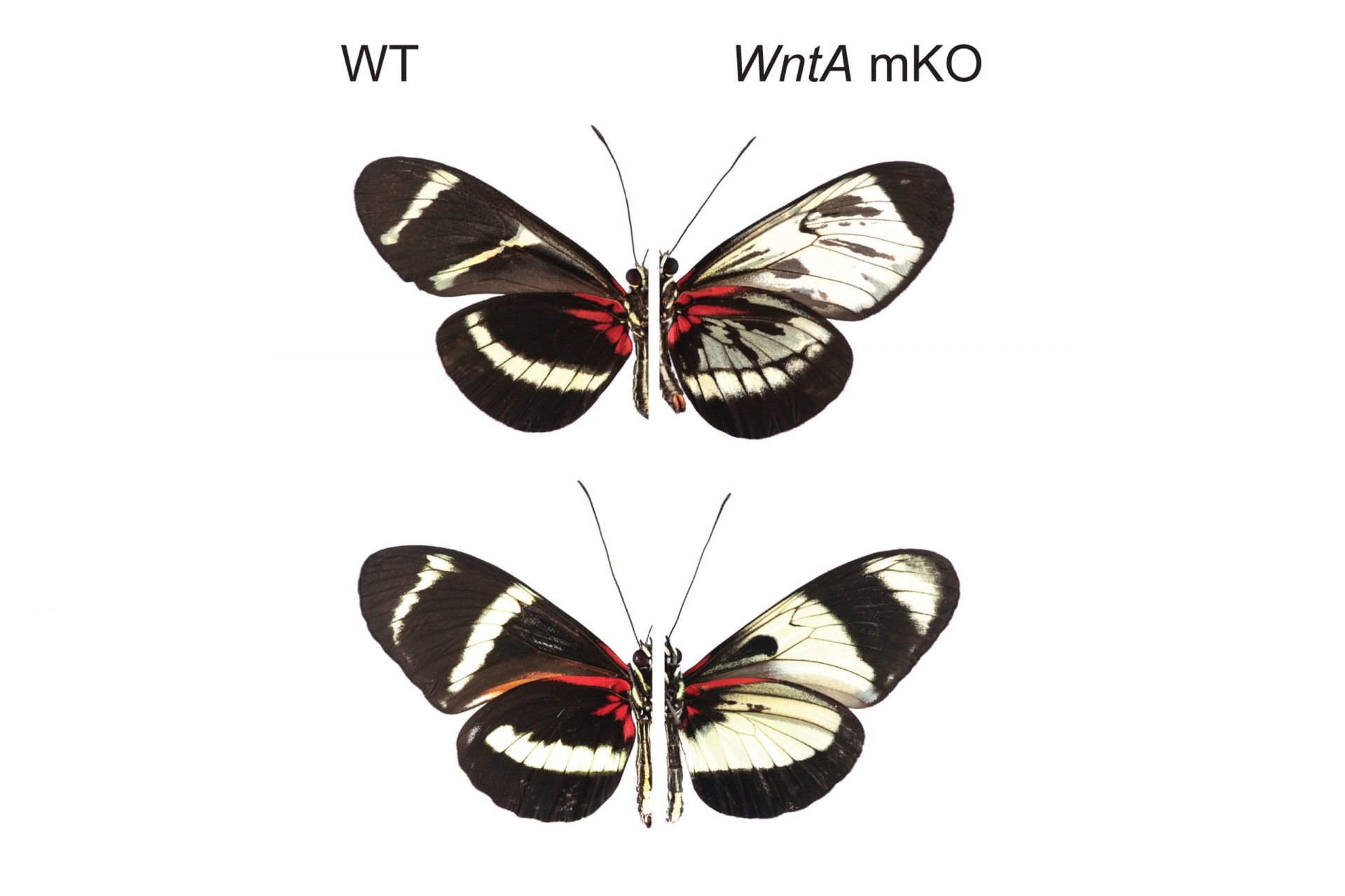 Butterflies take different paths to arrive at the same color pattern