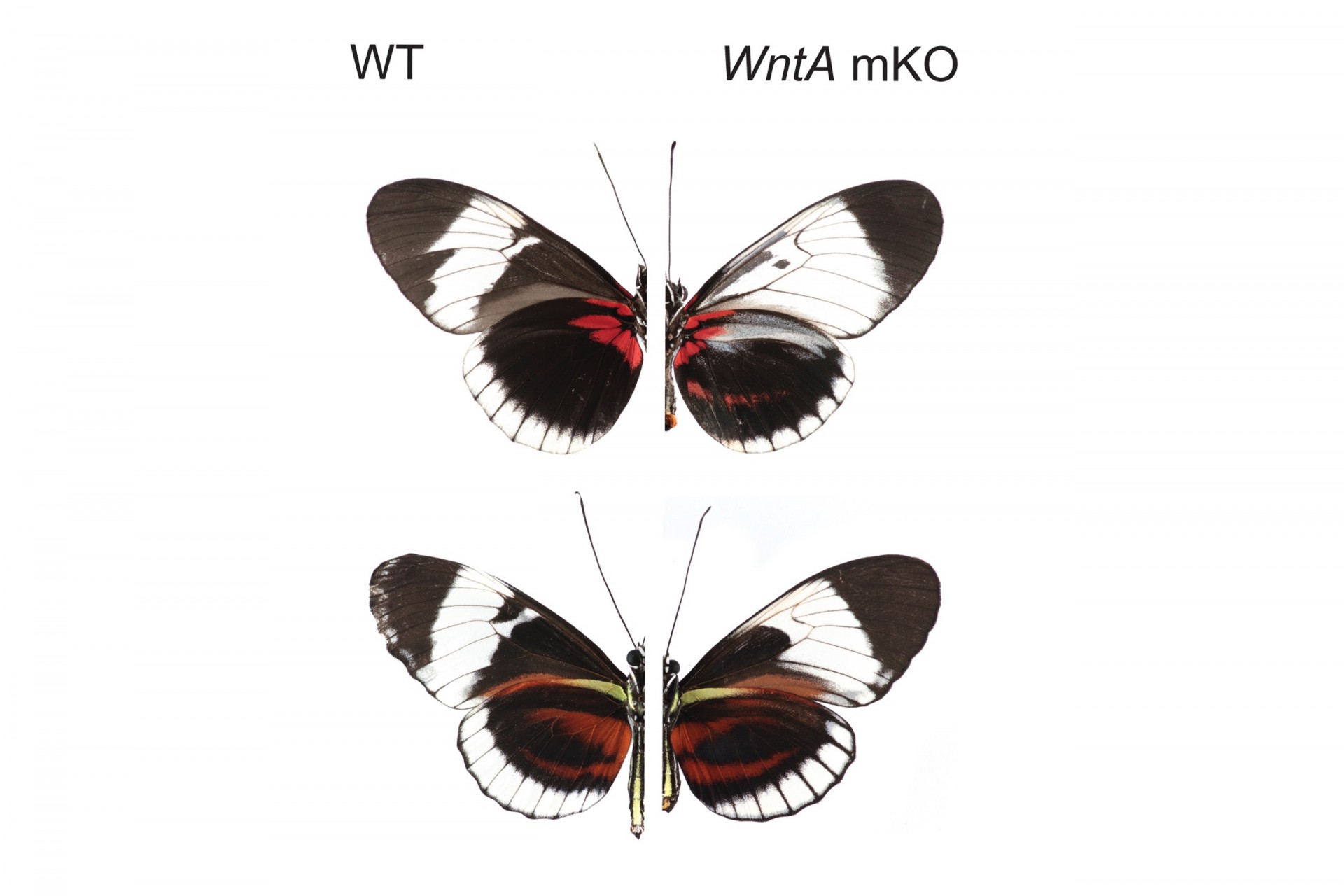 Butterflies take different paths to arrive at the same color pattern