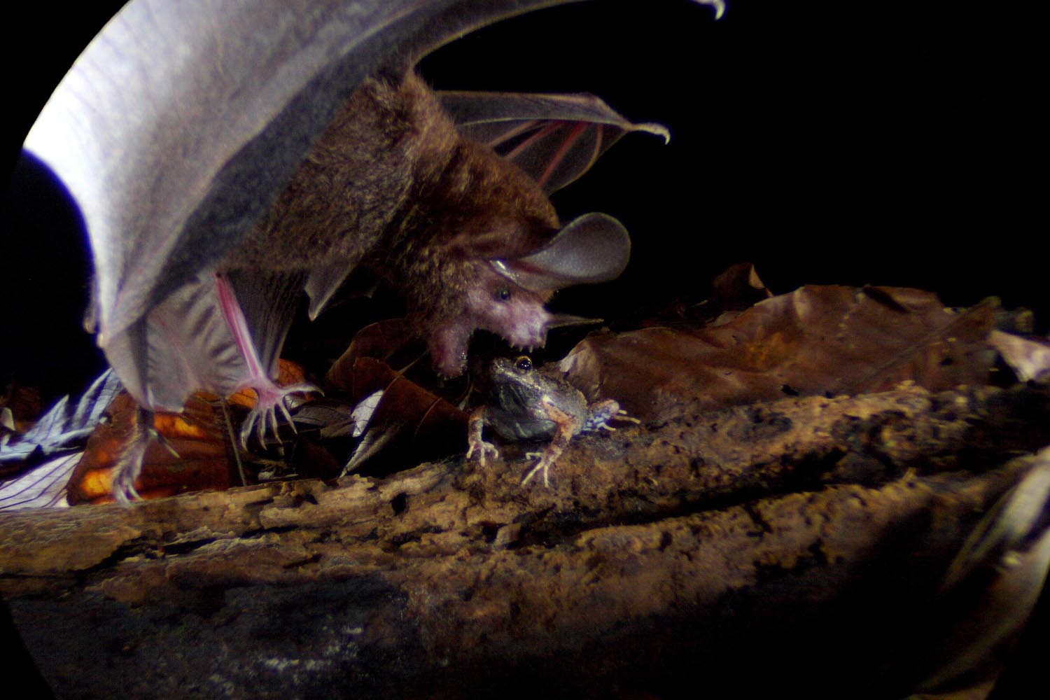Venomous Snake Captures Frog-eating Bat