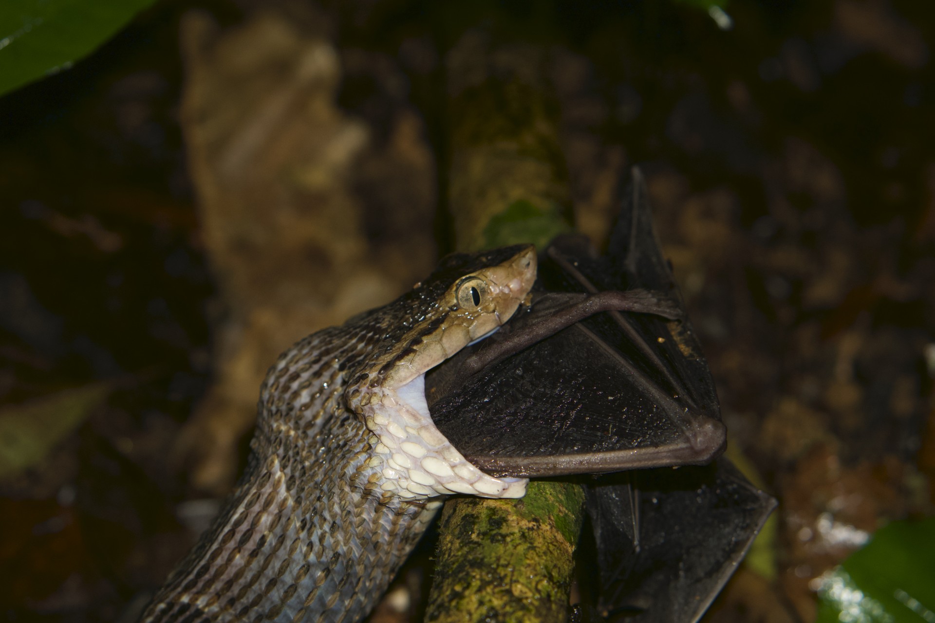 Venomous Snake Captures Frog-eating Bat