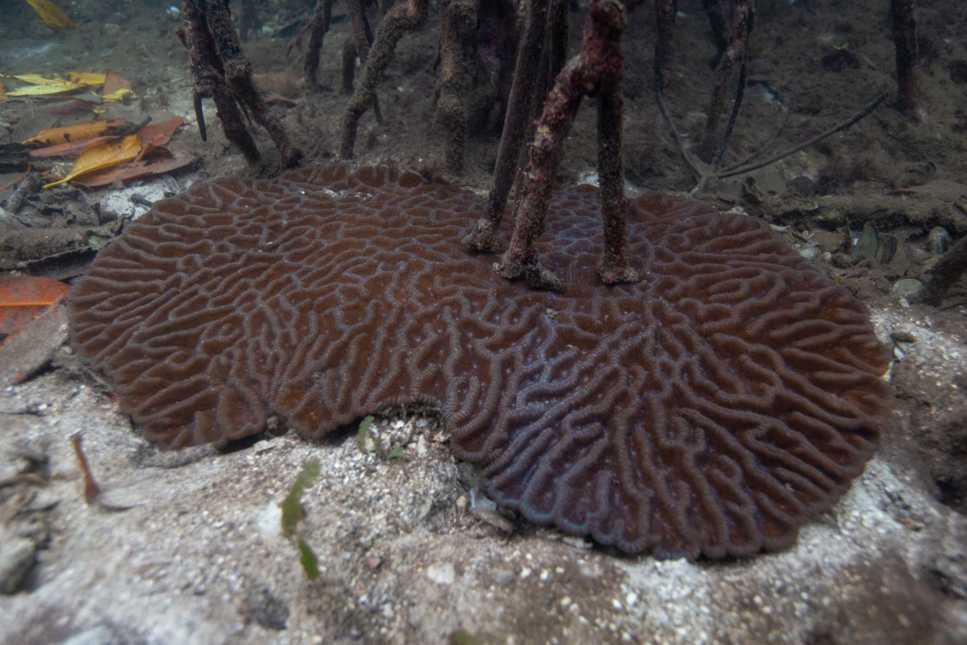 Smithsonian Tropical Research Institute
