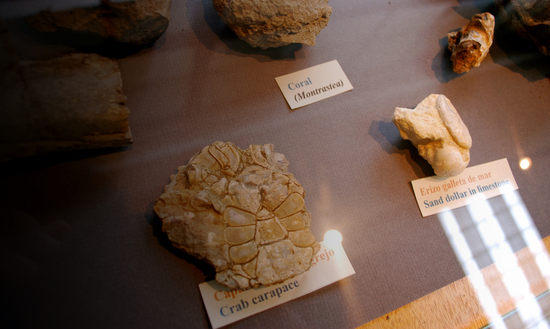 The Panama Canal expansion provides a once-in-a-century opportunity to collect fossils from as it removes over 130 million tons of soil and rock to create a third set of locks