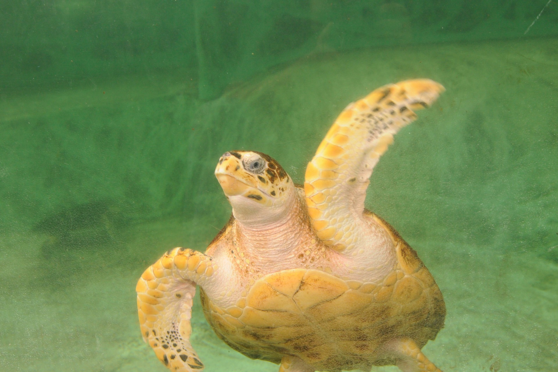 Smithsonian Tropical Research Institute