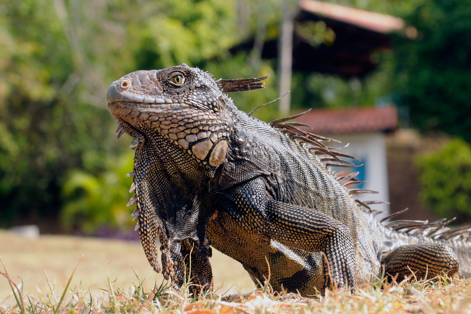 Smithsonian Tropical Research Institute