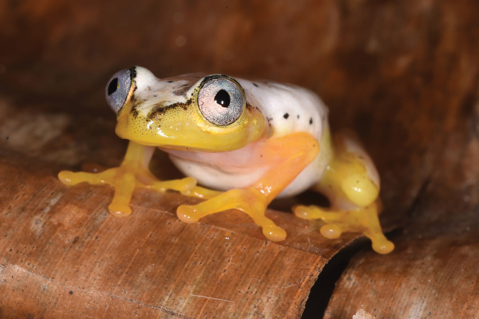 Heterixalus punctatus