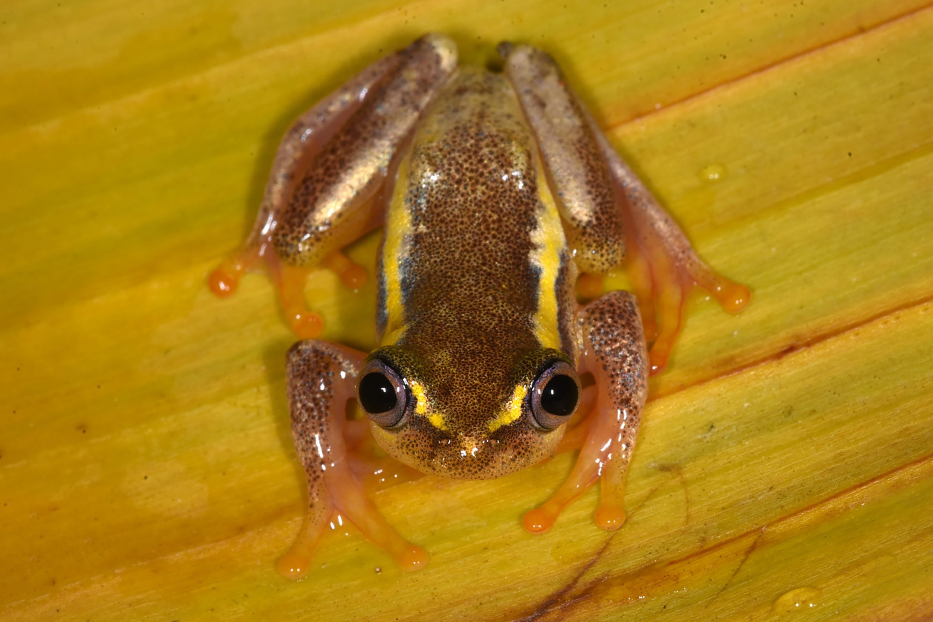 Heterixalus betsileo