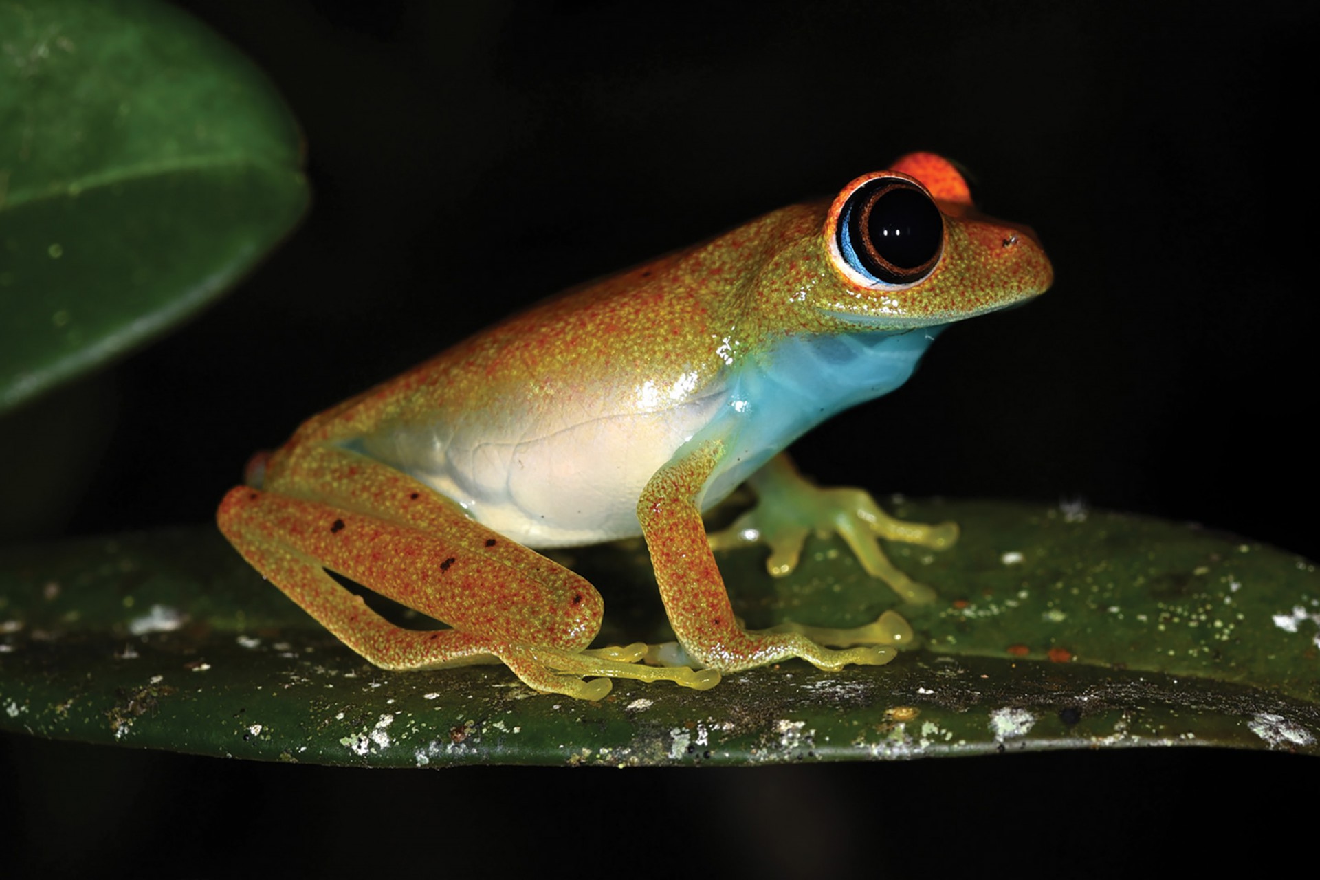 Boophis viridis, Green bright-eyed frog, endemic to Madagascar