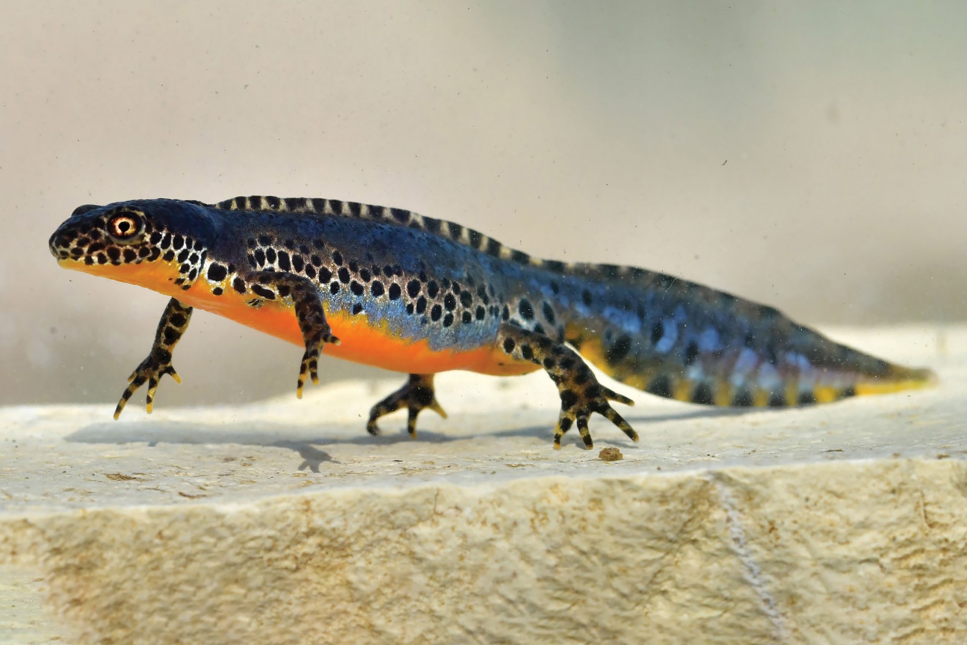 Ichthyosaura alpestris, The Alpine newt inhabits forests in mountainous regions in Europe and Great Britain