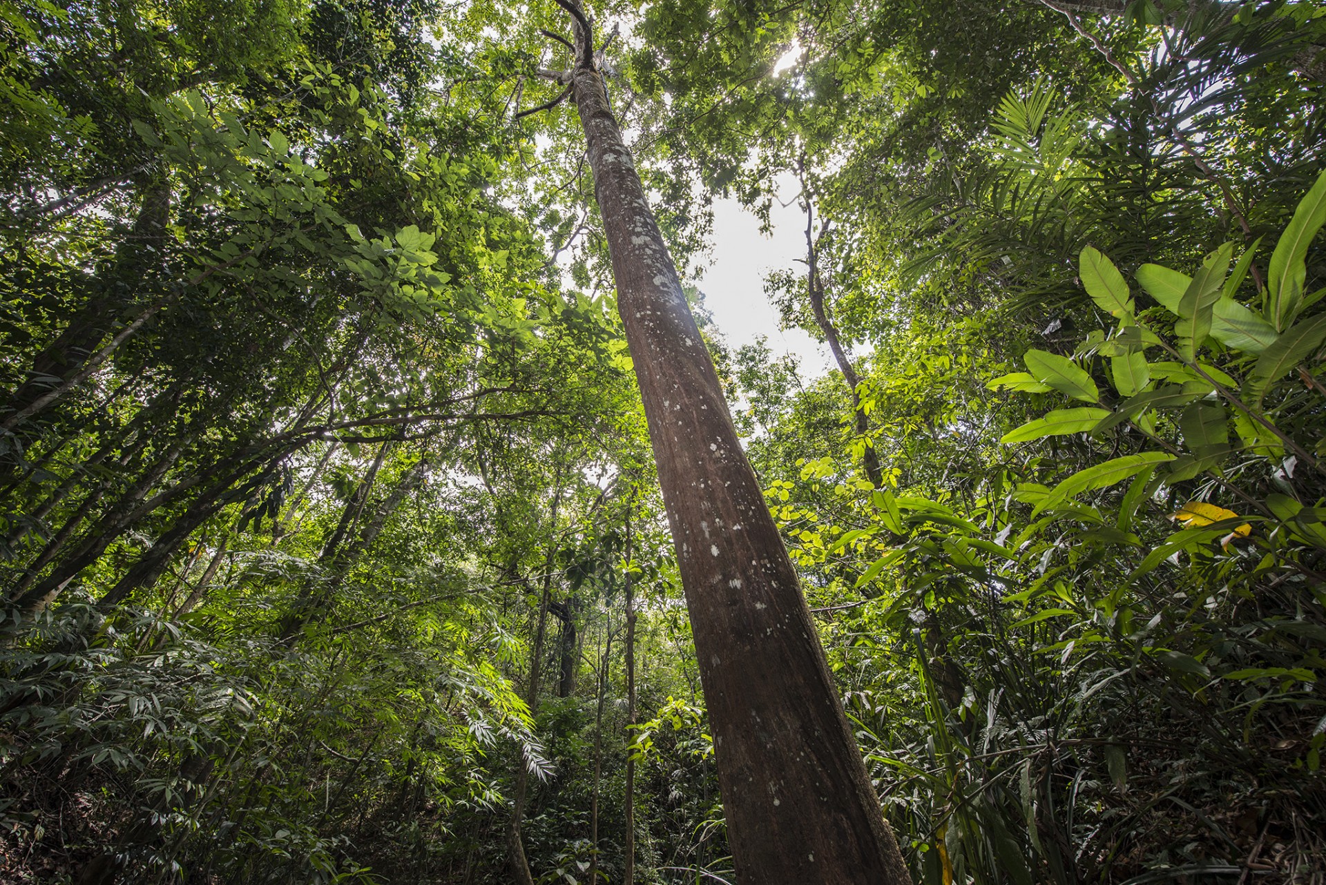 Young tropical forest at the Agua Salud reforestation project in Panama