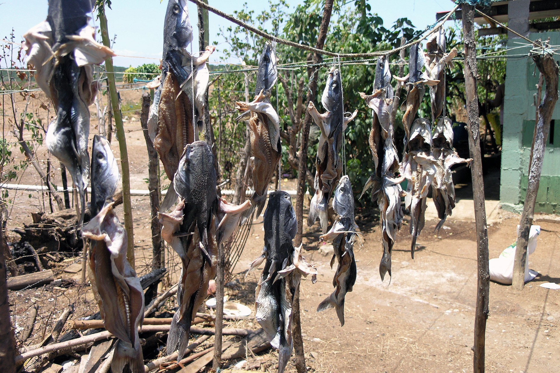 Split and salted sea catfish hanging up to dry at Luciano Sandoval’s house in Boca de Parita, Herrera, Panama