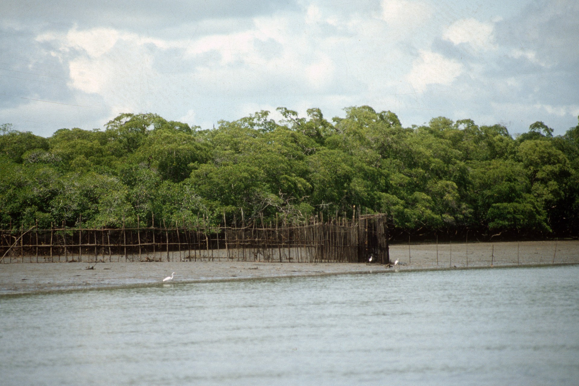 An intertidal barrier trap, known locally as an “atajo,” in a small estuarine inlet (Estero Palo Blanco) near Aguadulce, Coclé, Panama, 1991