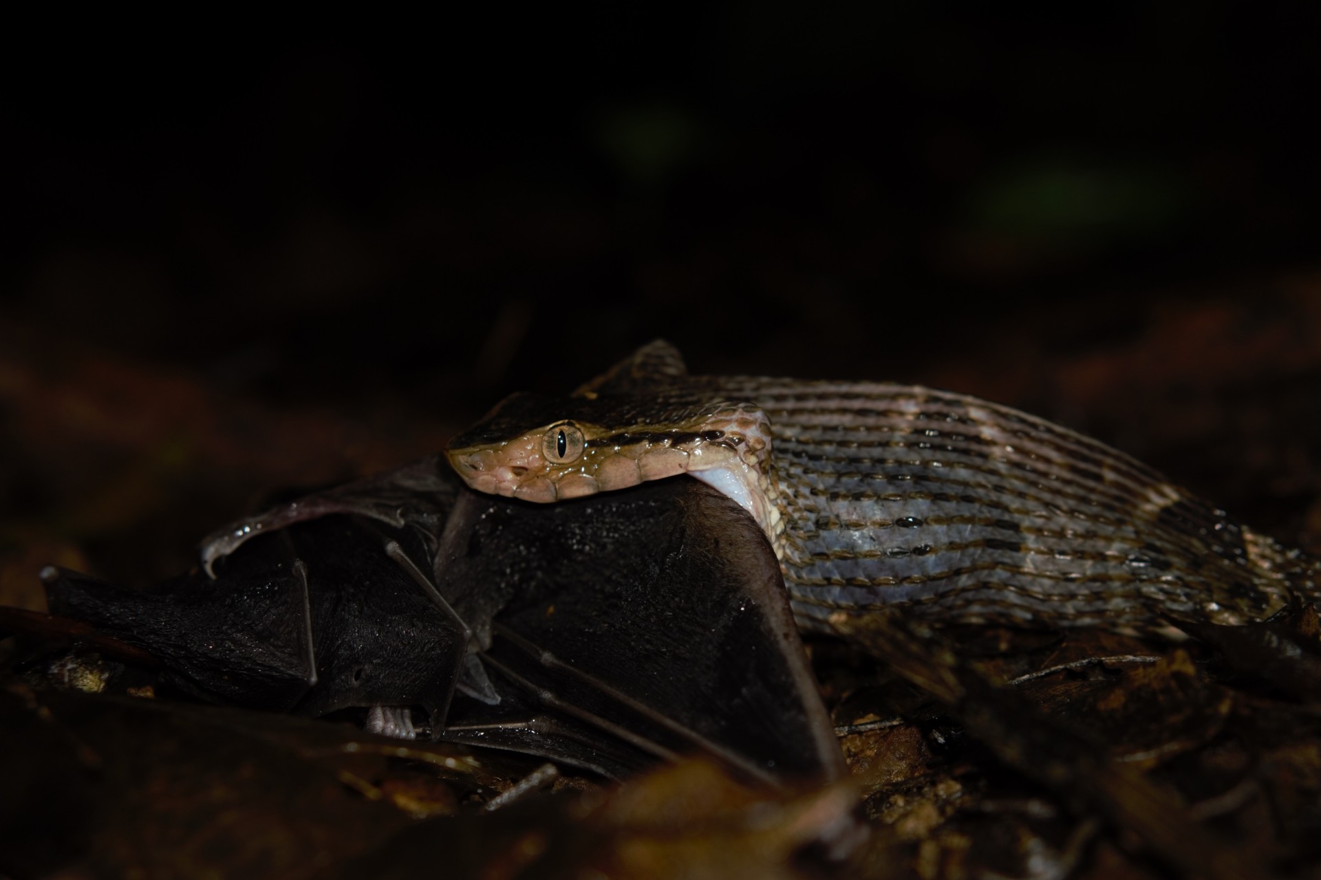 bat vs snake