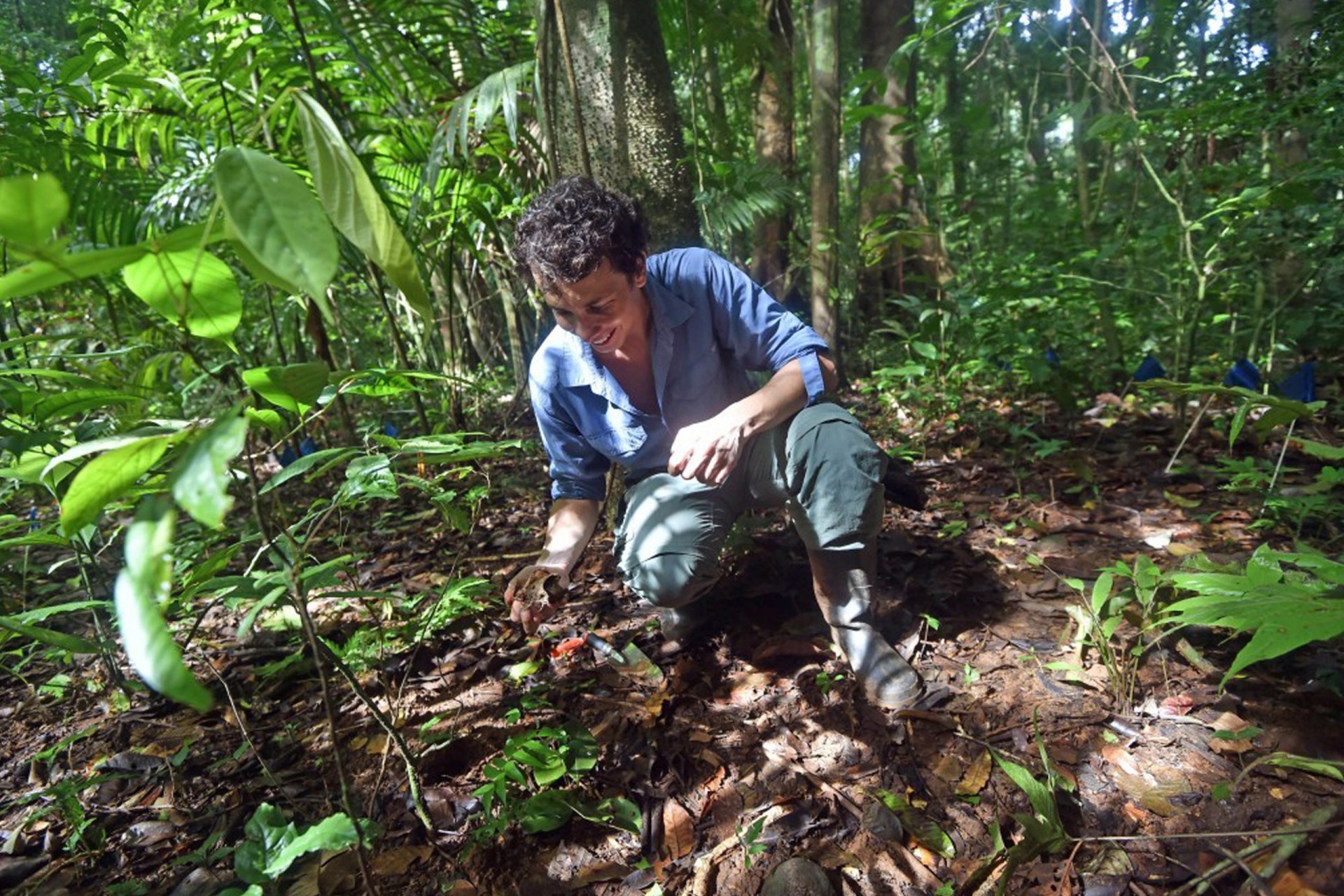 Tropical Forest Seeds Have Three Survival