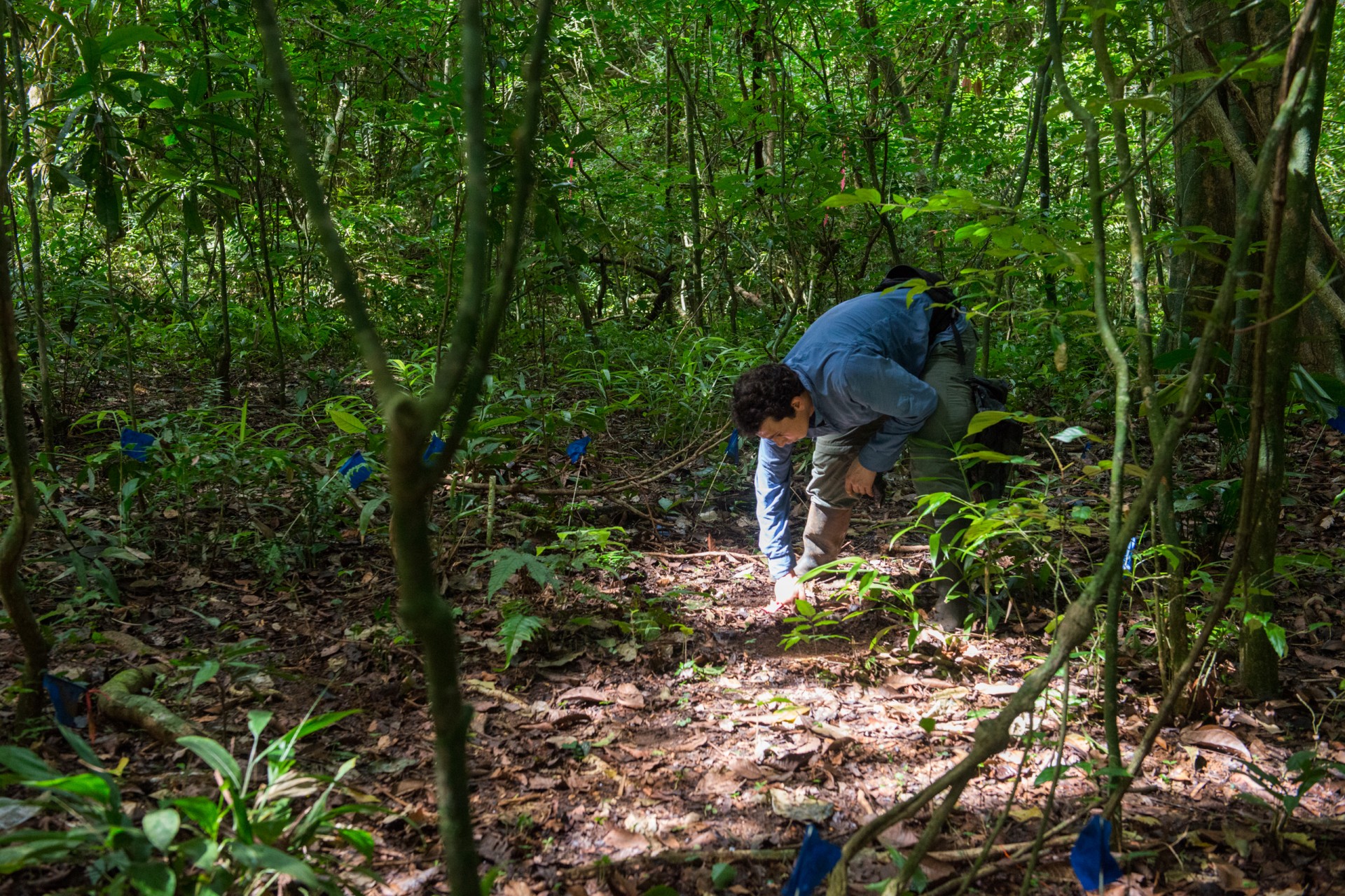 Tropical Forest Seeds Have Three Survival