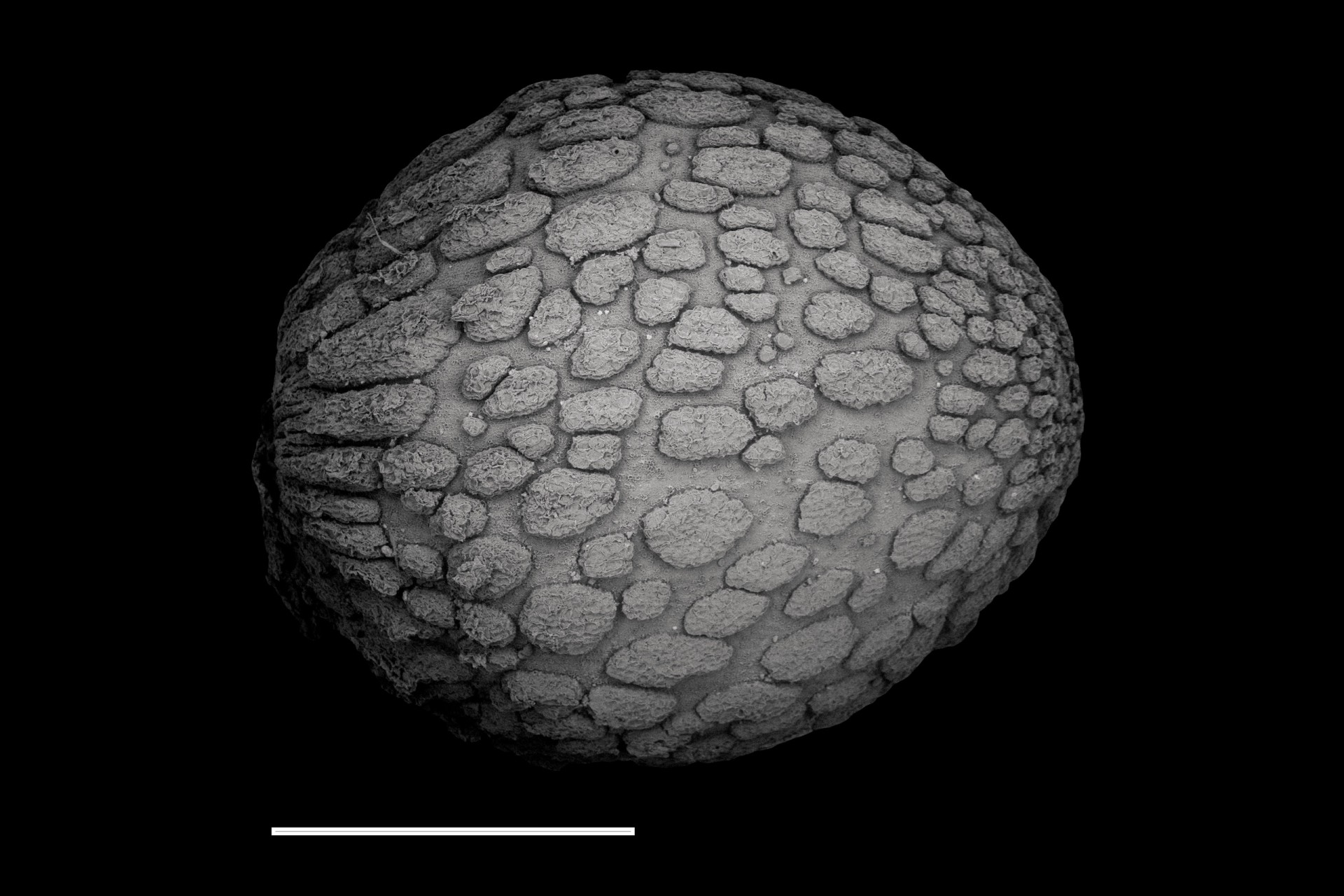 Tropical Forest Seeds Have Three Survival