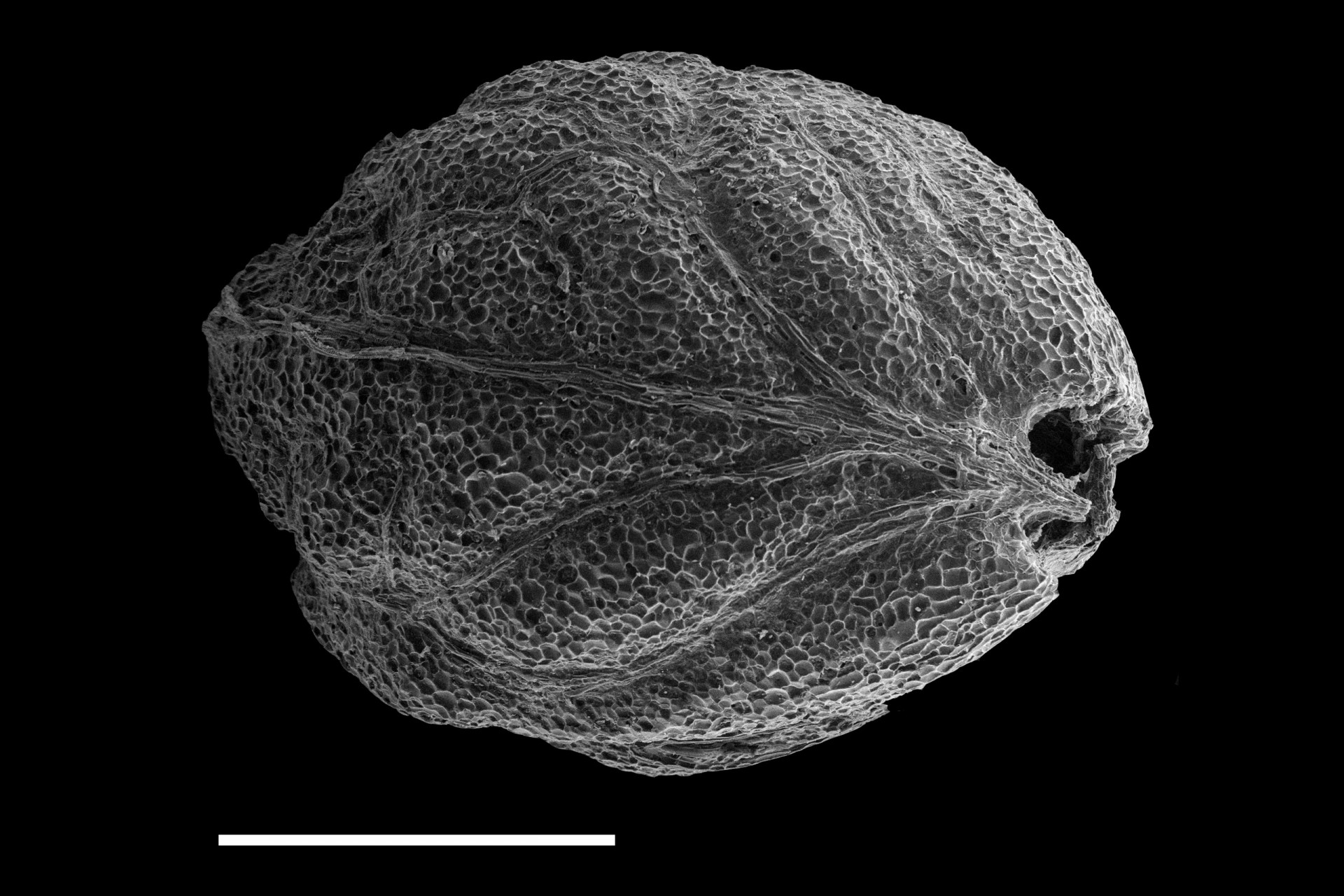 Tropical Forest Seeds Have Three Survival