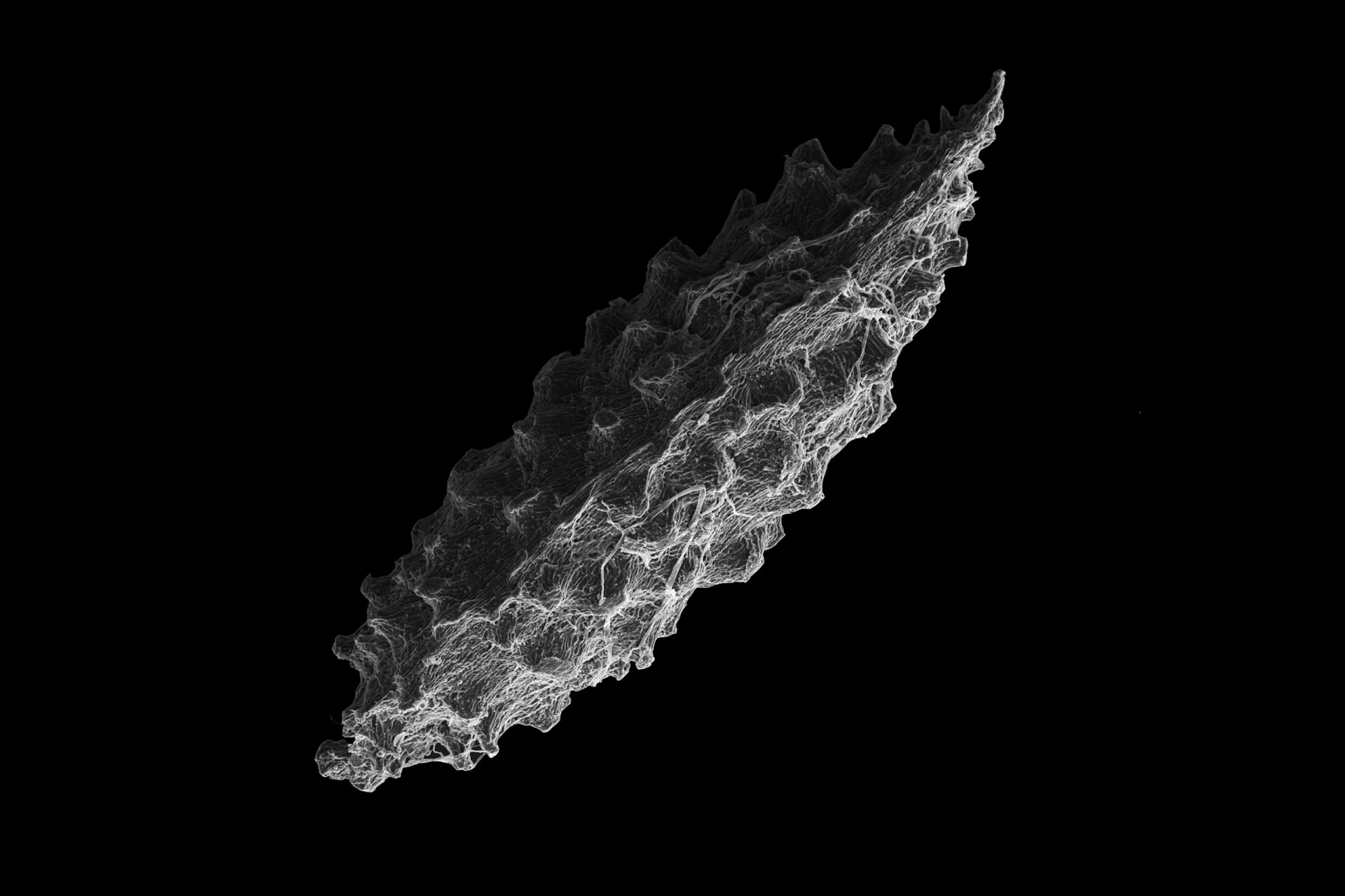 Tropical Forest Seeds Have Three Survival
