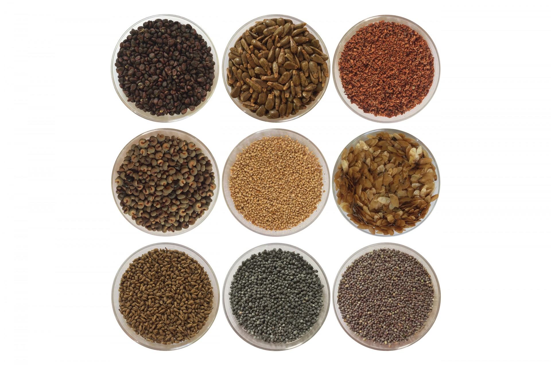 Tropical Forest Seeds Have Three Survival
