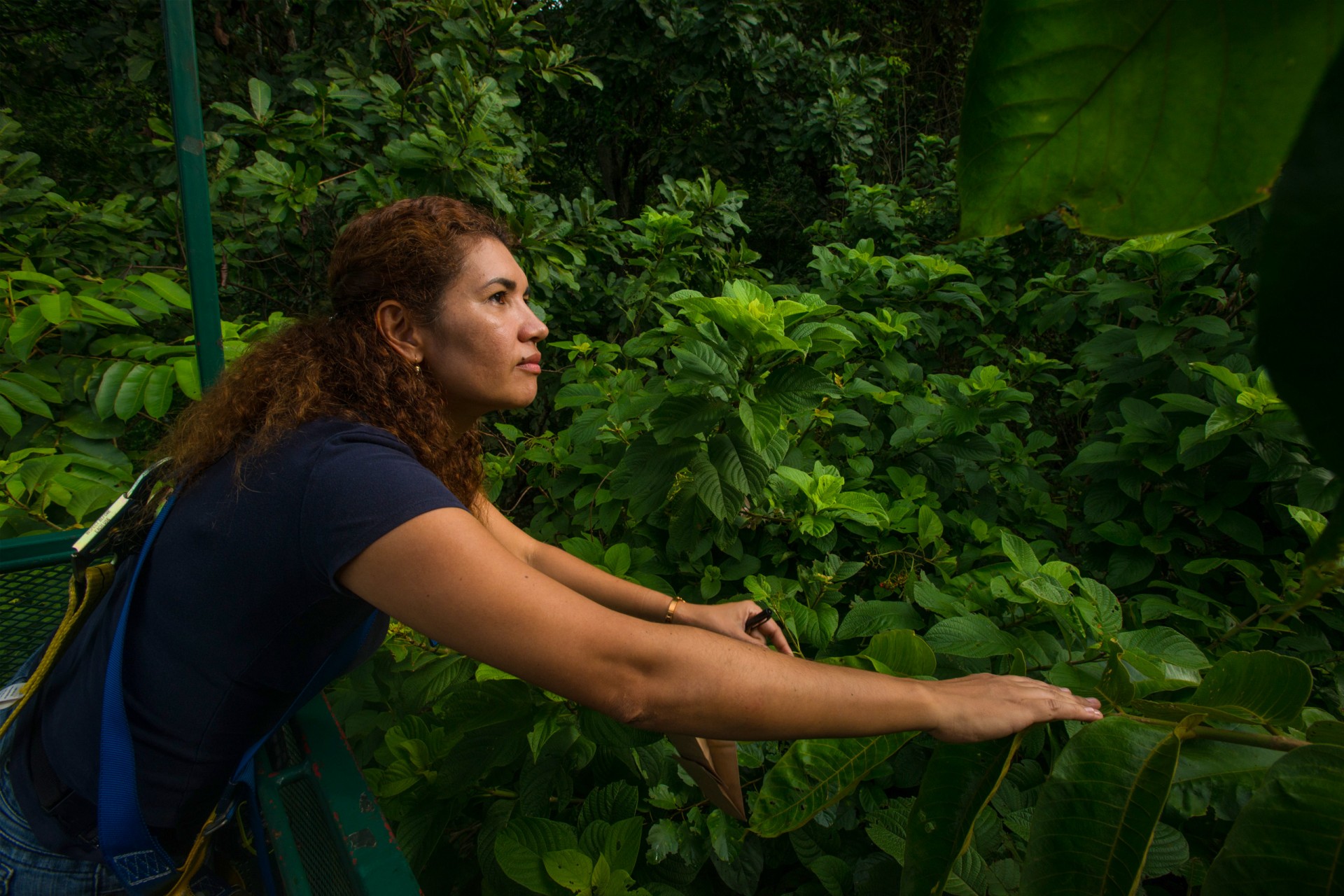 Smithsonian Tropical Research Institute