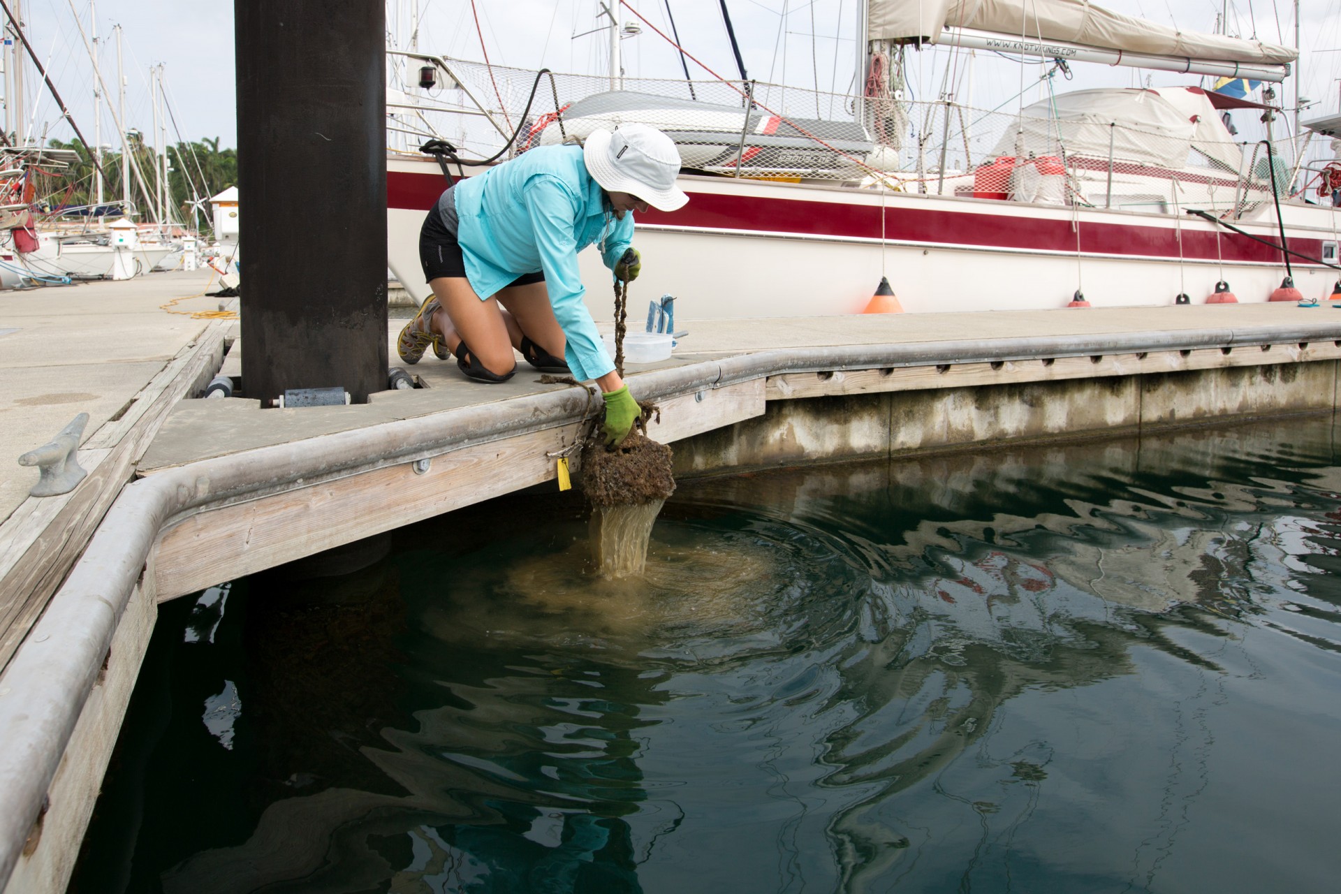 Michele Repetto placed plastic panels inside cages in the ocean, to watch what types of encrusting organisms grew on them if predators were left out
