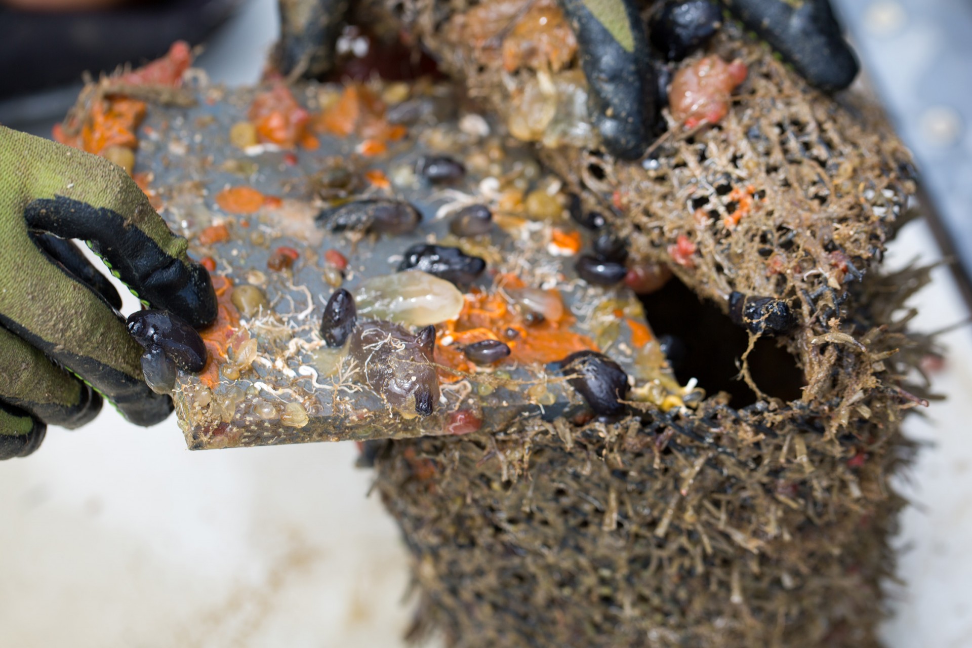 Michele Repetto placed plastic panels inside cages in the ocean, to watch what types of encrusting organisms grew on them if predators were left out
