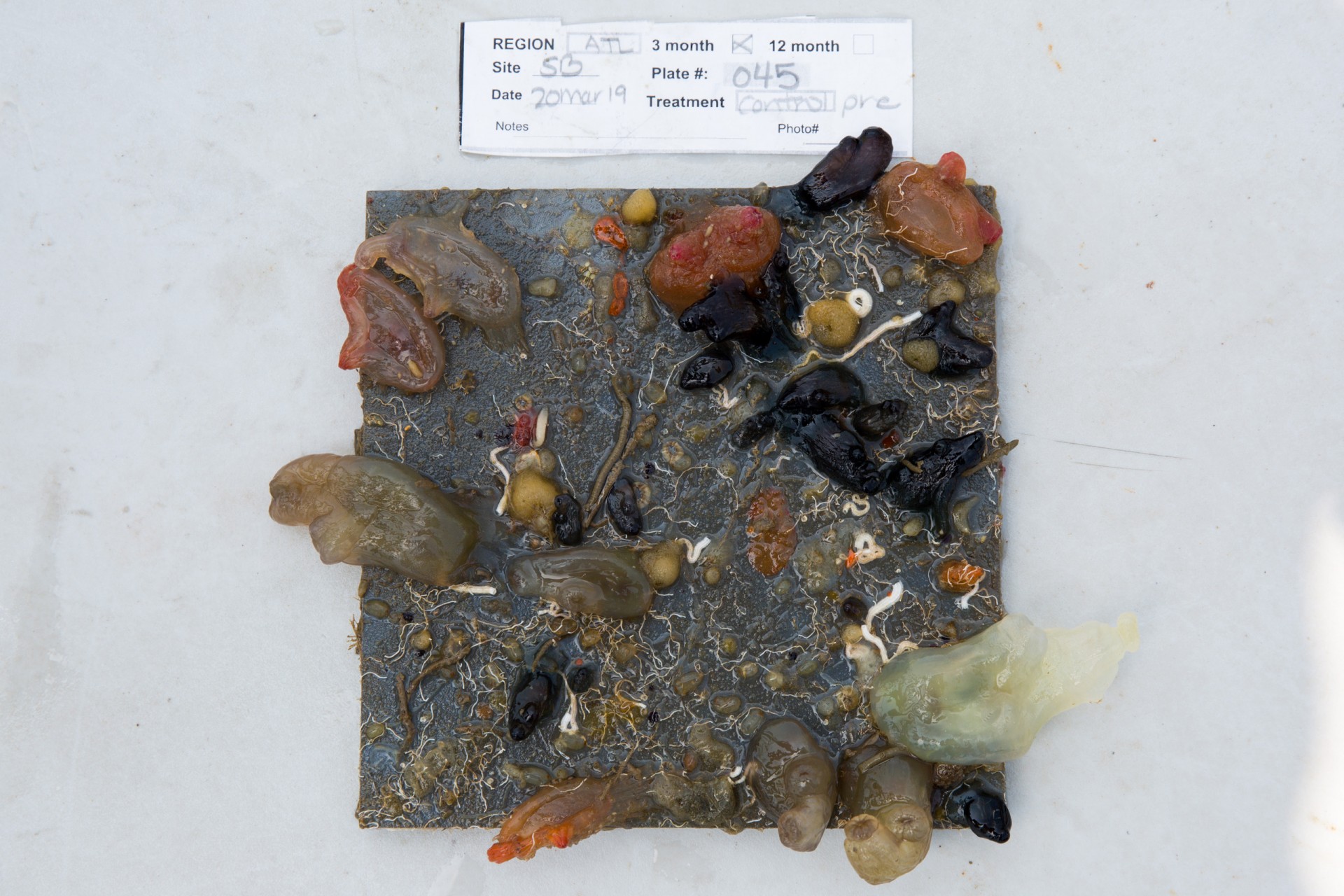 Michele Repetto placed plastic panels inside cages in the ocean, to watch what types of encrusting organisms grew on them if predators were left out