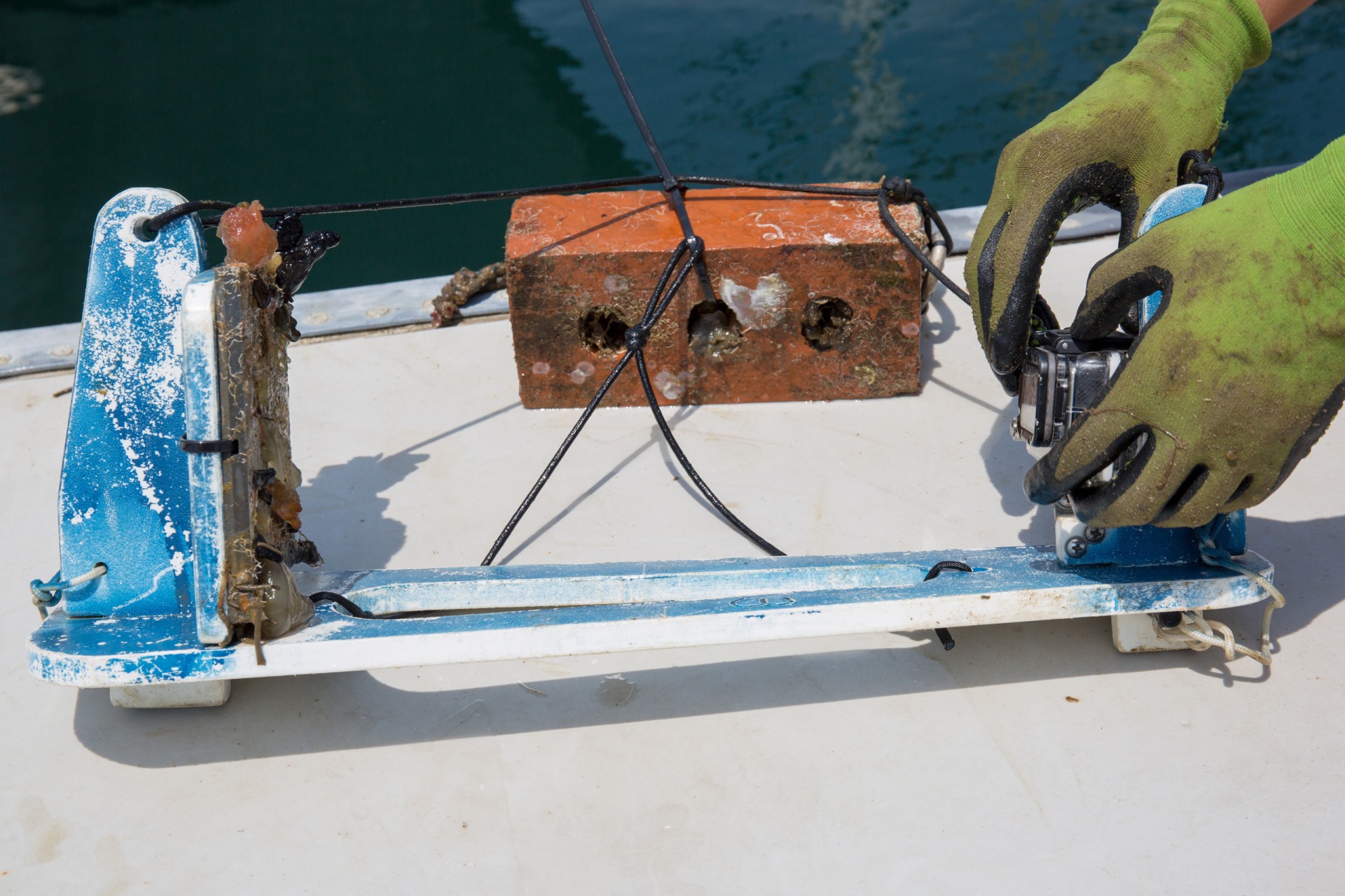 Michele Repetto placed plastic panels inside cages in the ocean, to watch what types of encrusting organisms grew on them if predators were left out