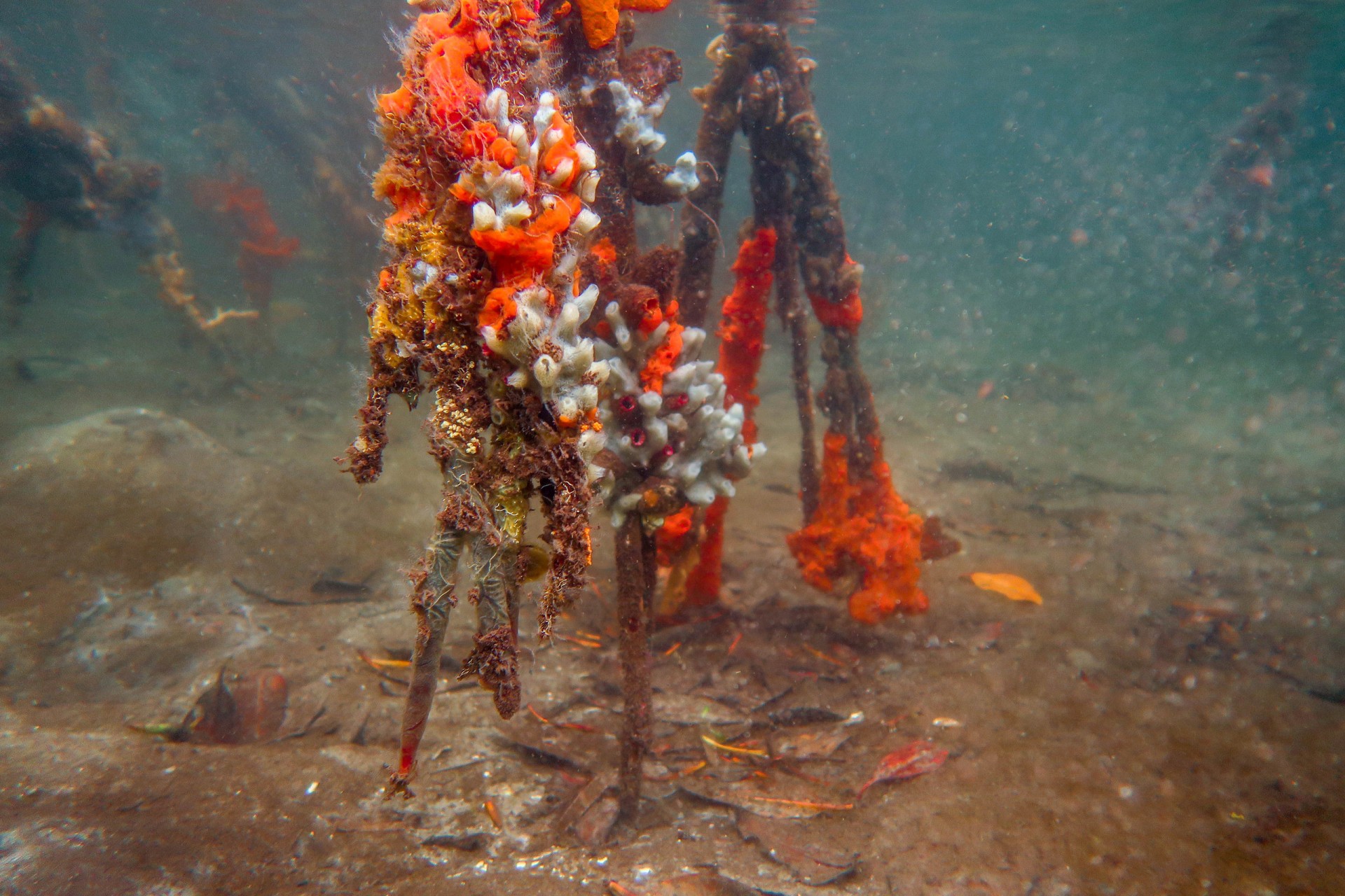 Smithsonian Tropical Research Institute